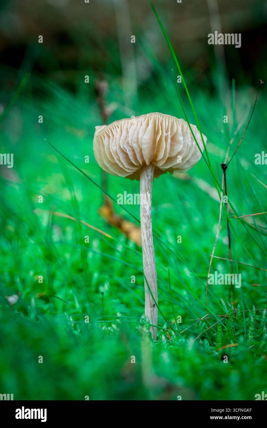 Einzelner brauner Wildpilz, mit einer flachen Kappe und sichtbaren Kiemen, wächst aus einem üppigen Teppich aus lebhaftem grünem Moos auf dem Waldboden hervor Stockfoto