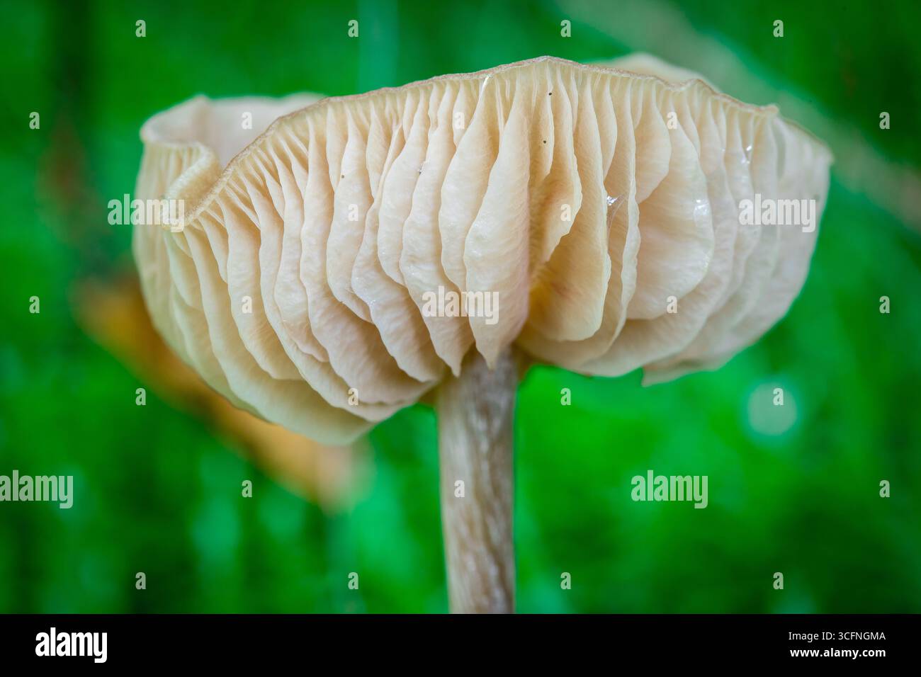 Einzelner brauner Wildpilz, mit einer flachen Kappe und sichtbaren Kiemen, wächst aus einem üppigen Teppich aus lebhaftem grünem Moos auf dem Waldboden hervor Stockfoto