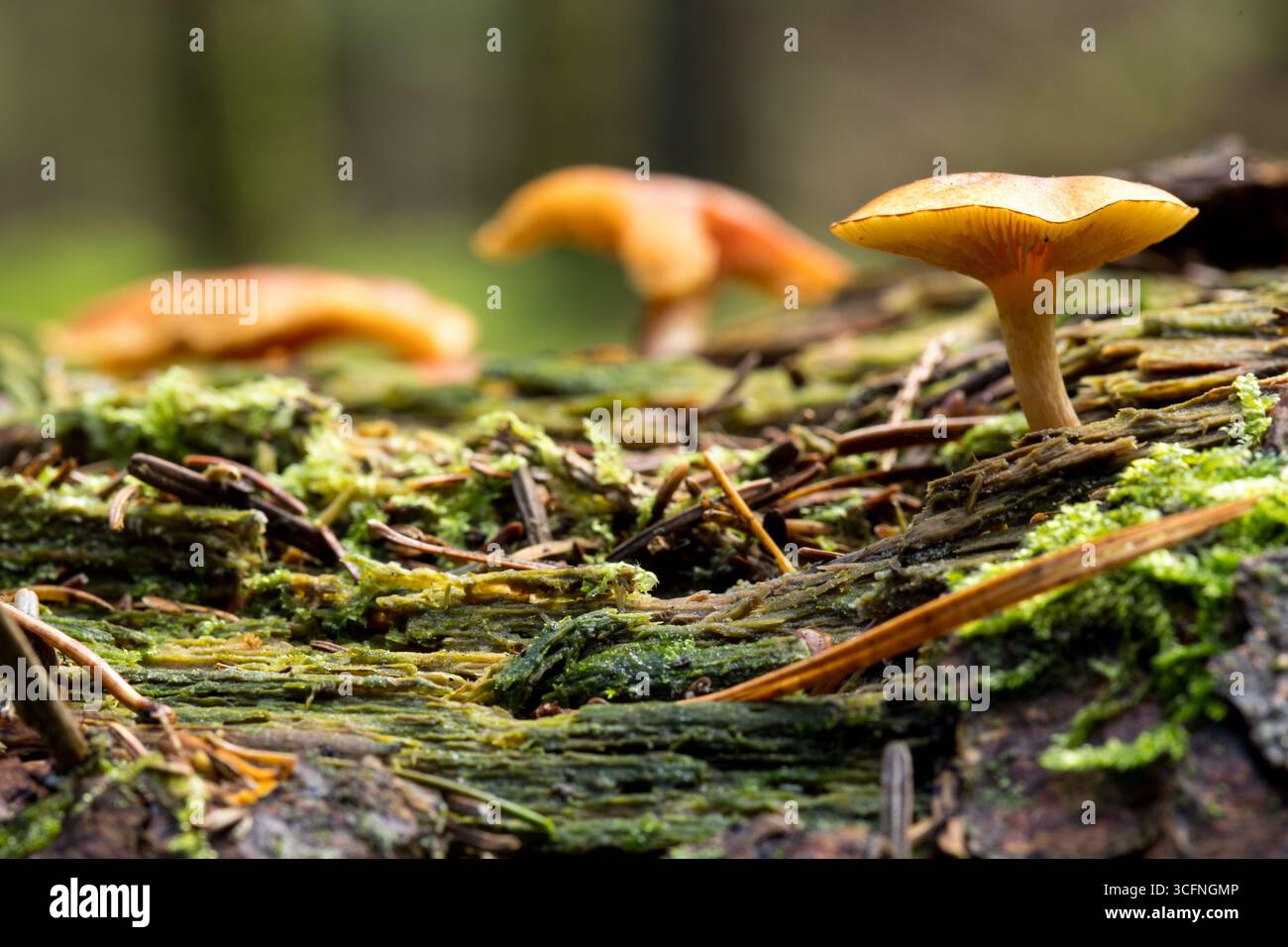 Einzelner brauner Wildpilz, mit einer flachen Kappe und sichtbaren Kiemen, wächst aus einem Baum auf dem Waldboden Stockfoto