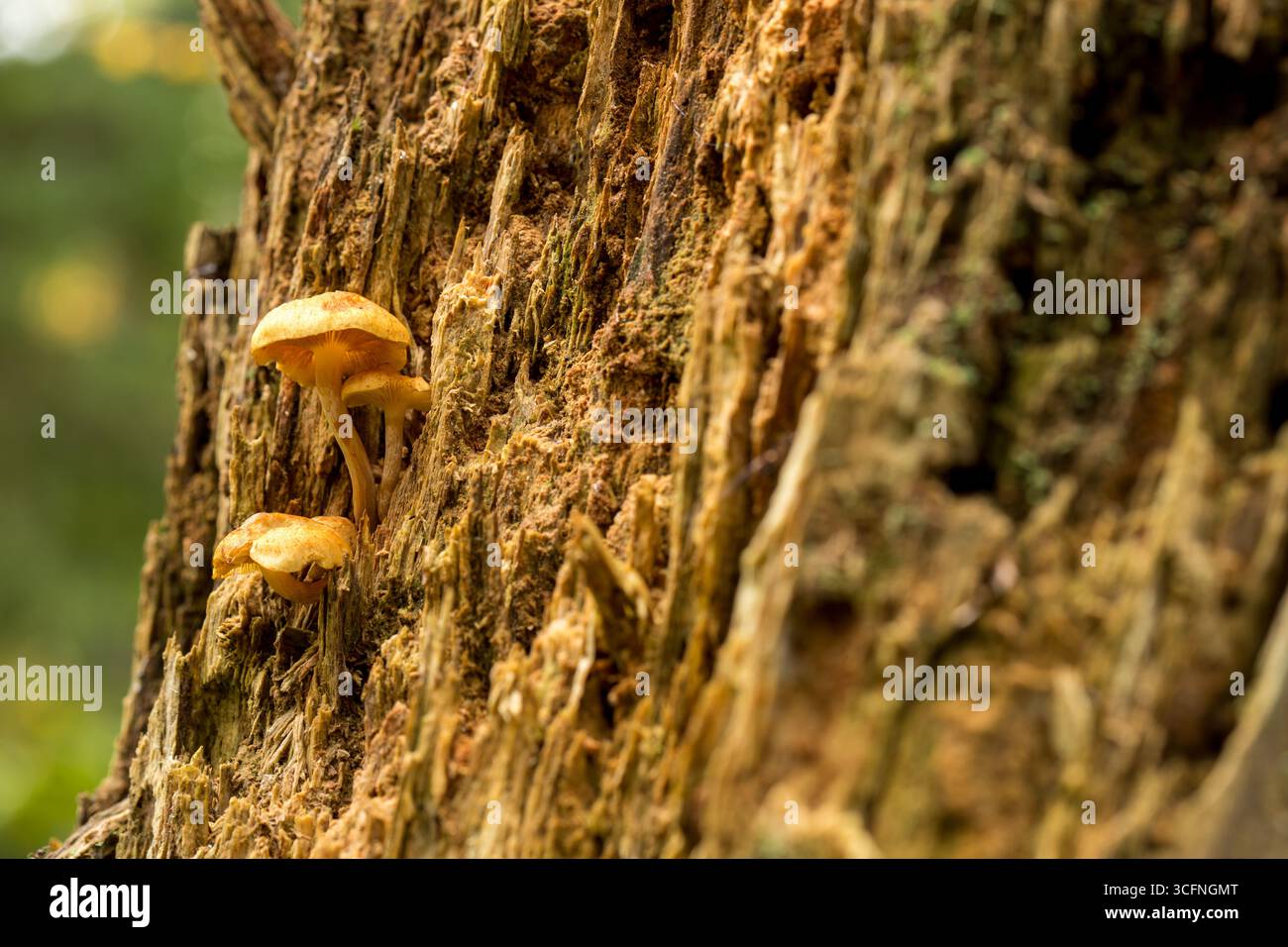 Brauner Pilz mit markanter Kappe und Stiel, der aus einem mit Moos und Flechten bedeckten Baumstamm in einer üppigen Waldlandschaft wächst Stockfoto