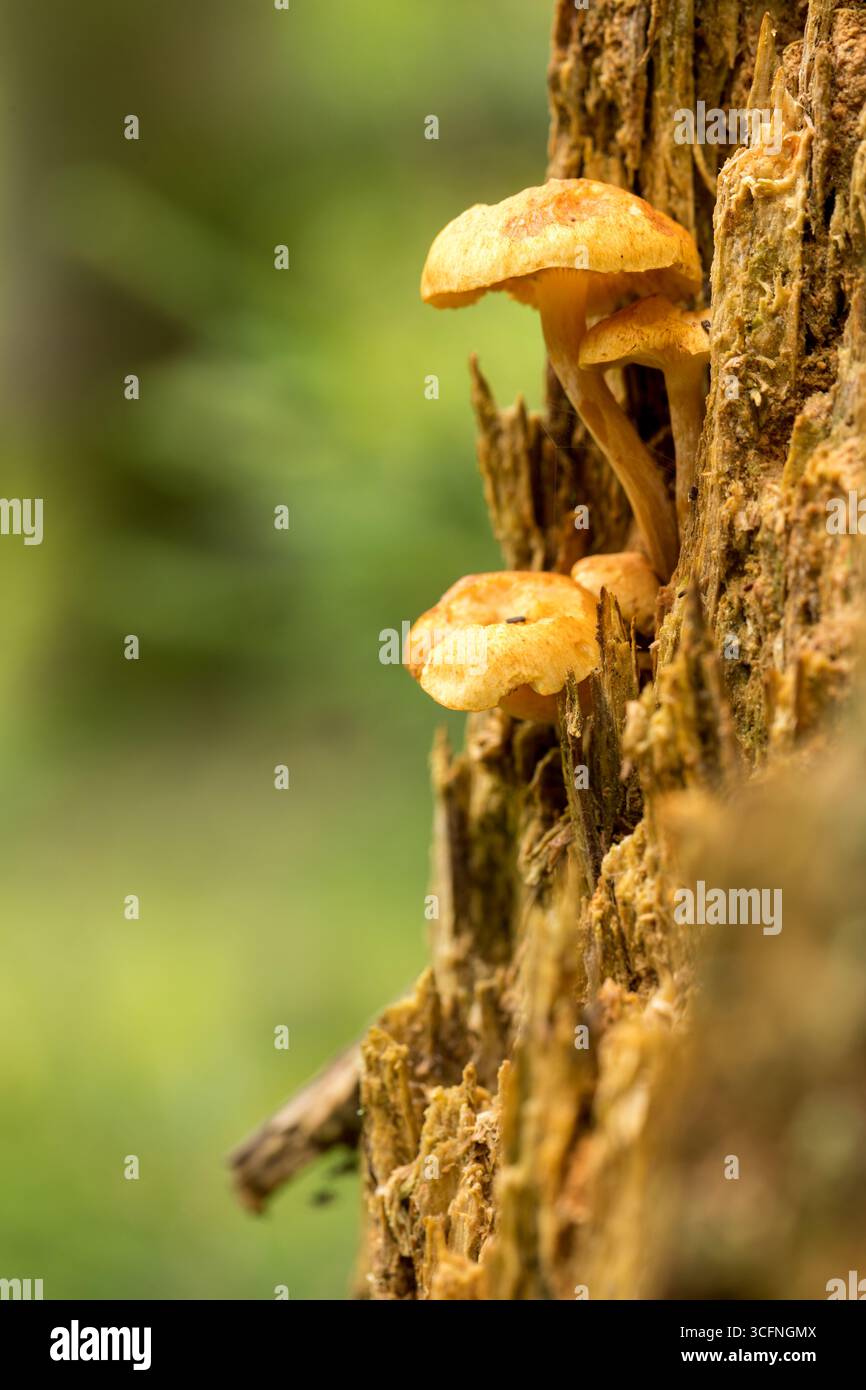 Brauner Pilz mit markanter Kappe und Stiel, der aus einem mit Moos und Flechten bedeckten Baumstamm in einer üppigen Waldlandschaft wächst Stockfoto