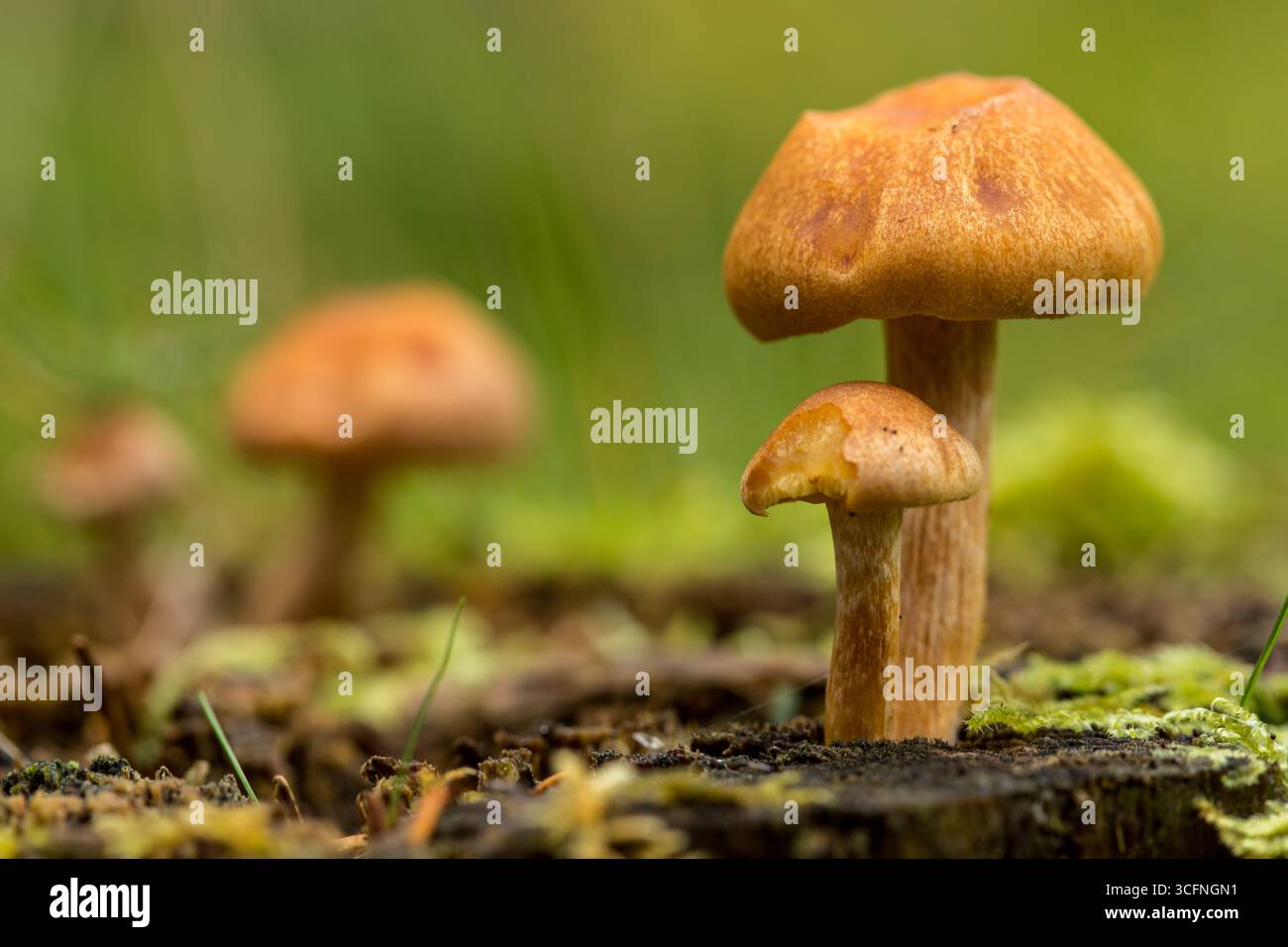 Brauner Pilz mit markanter Kappe und Stiel, der aus einem mit Moos und Flechten bedeckten Baumstamm in einer üppigen Waldlandschaft wächst Stockfoto