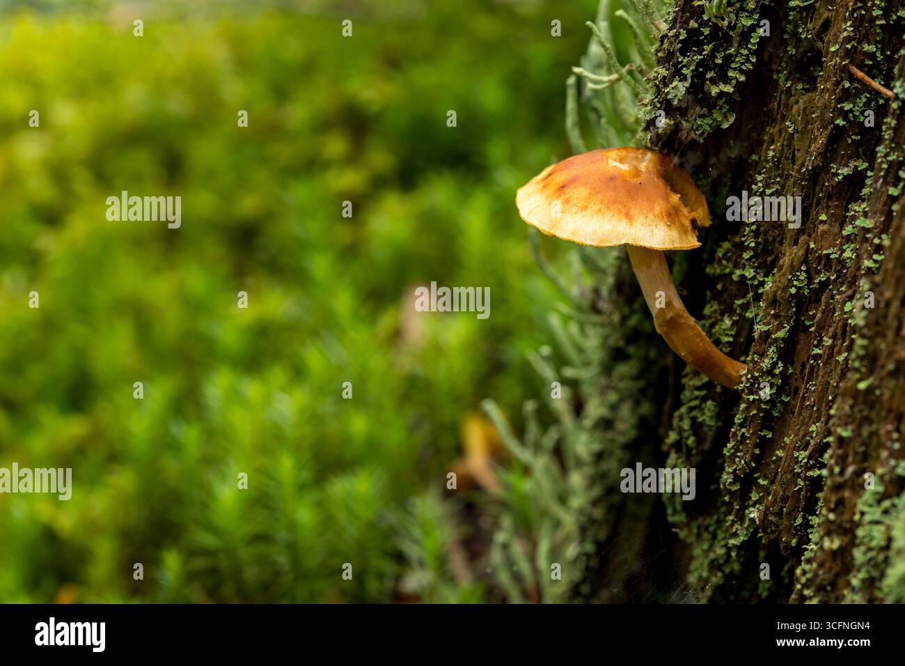 Einsamer brauner Pilz mit markanter Kappe und Stiel, der aus einem mit Moos und Flechten bedeckten Baumstamm wächst Stockfoto