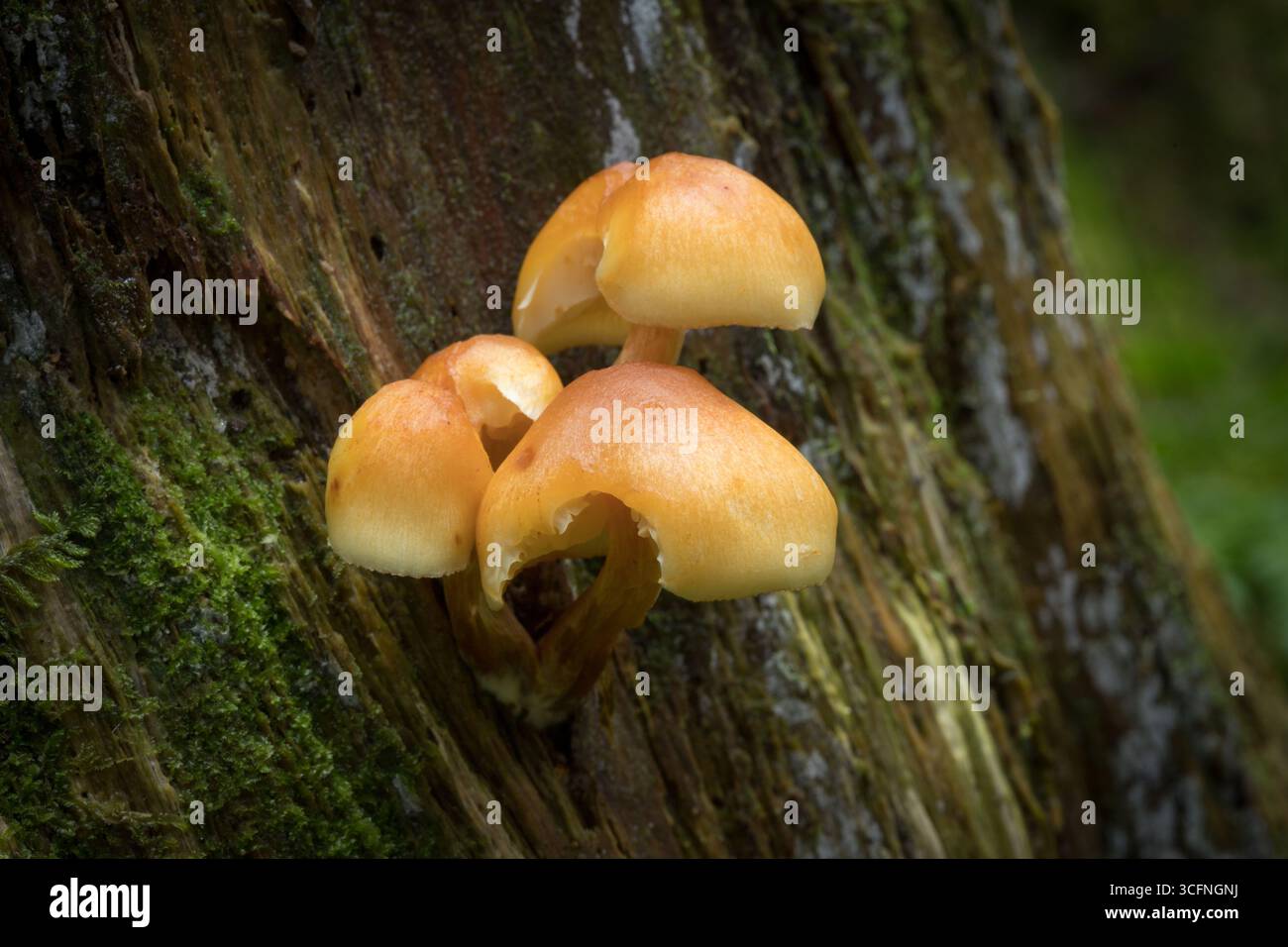 Ansammlung von Orangenmycena (Mycena leaiana) Pilzen, die auf einem moosbedeckten Holzstumpf in einem Wald wachsen Stockfoto