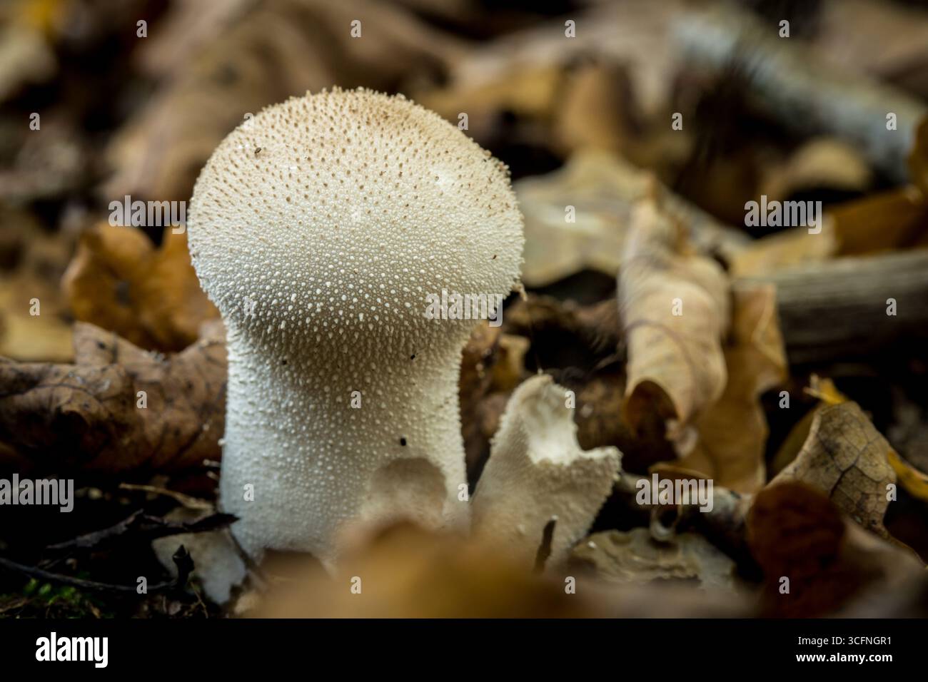 Papageienkugel im Wald, Rundpilz im Wald Nahaufnahme Stockfoto