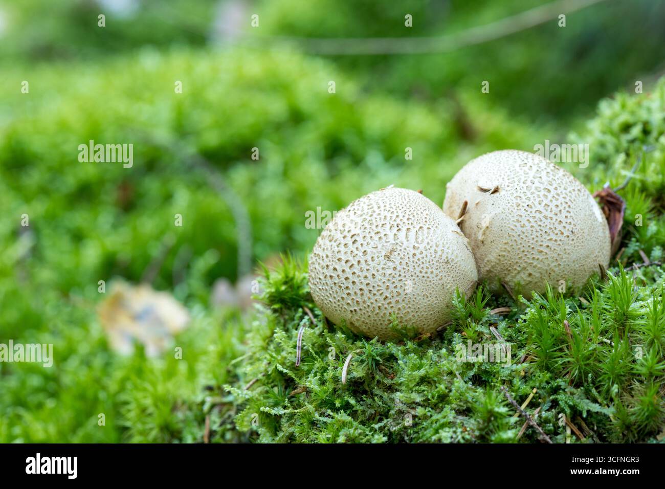 Papageienkugel im Wald, Rundpilz im Wald Nahaufnahme Stockfoto