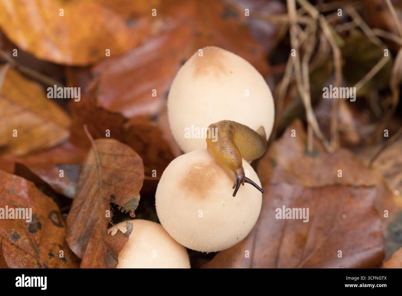 Nahansicht eines Schlammes, der auf einem weißen Pilz krabbelt, umgeben von herabfallenden Herbstblättern in einer ruhigen Waldumgebung Stockfoto
