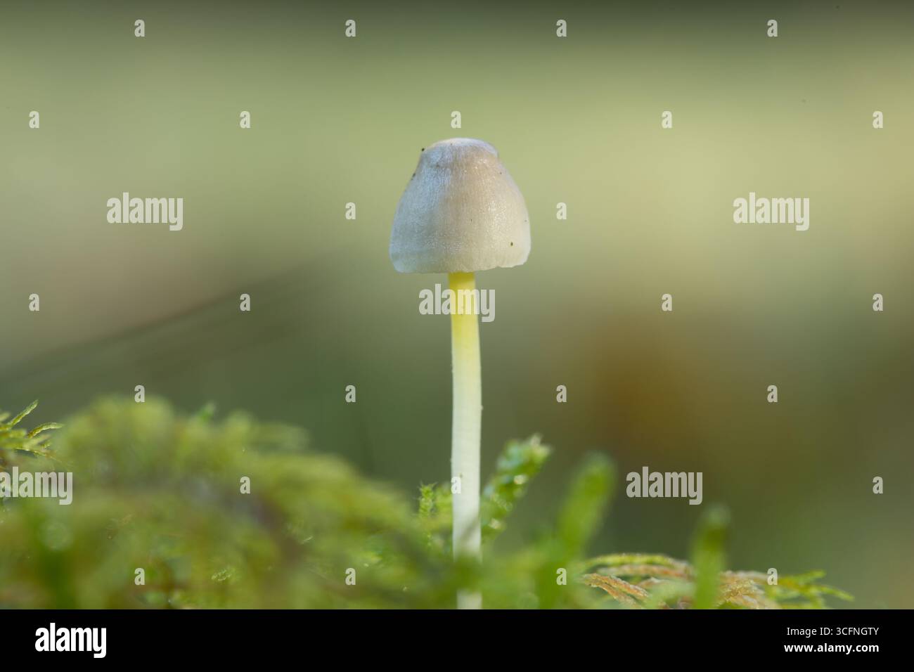 Nahaufnahme eines einzelnen zarten Mycena epipterygia Pilzes mit einem durchscheinenden Stamm, der aus leuchtendem grünem Moos in einem friedlichen Kopierraum wächst Stockfoto