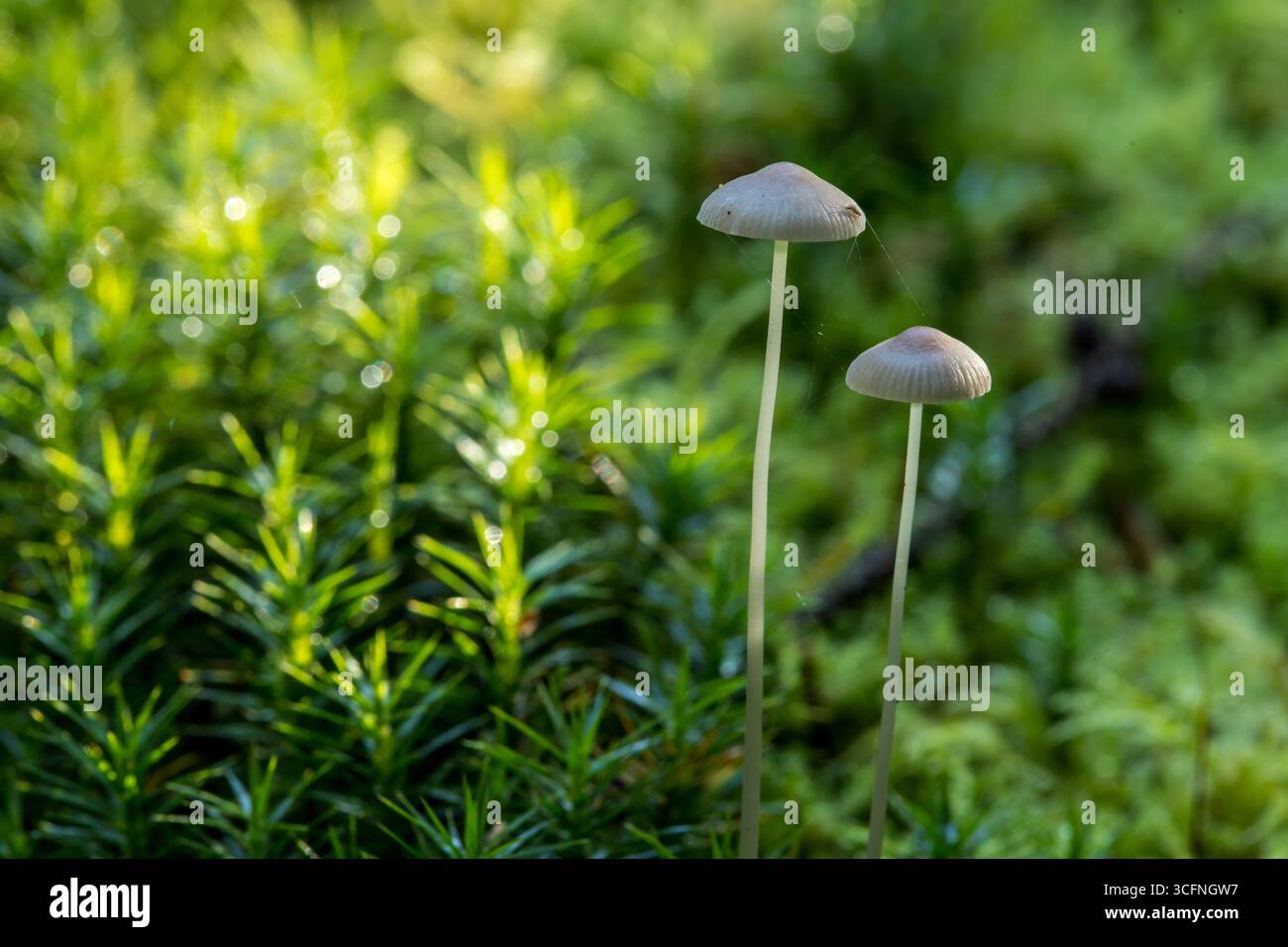 Nahaufnahme zweier zarter Parasola-Leiocephala-Pilze mit schlanken Stämmen, die auf lebendigem grünem Moos in einer friedlichen Umgebung wachsen Stockfoto