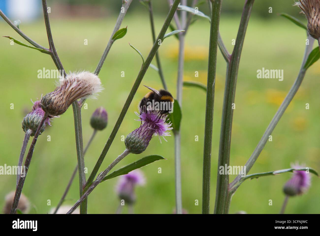 Hummel. Hummel auf kriechender Distel, blüht auf der Wiese. Feld-Thistle-Blume mit Biene Nahaufnahme für Hintergrund, Post, Bildschirmschoner, Hintergrundbild Stockfoto