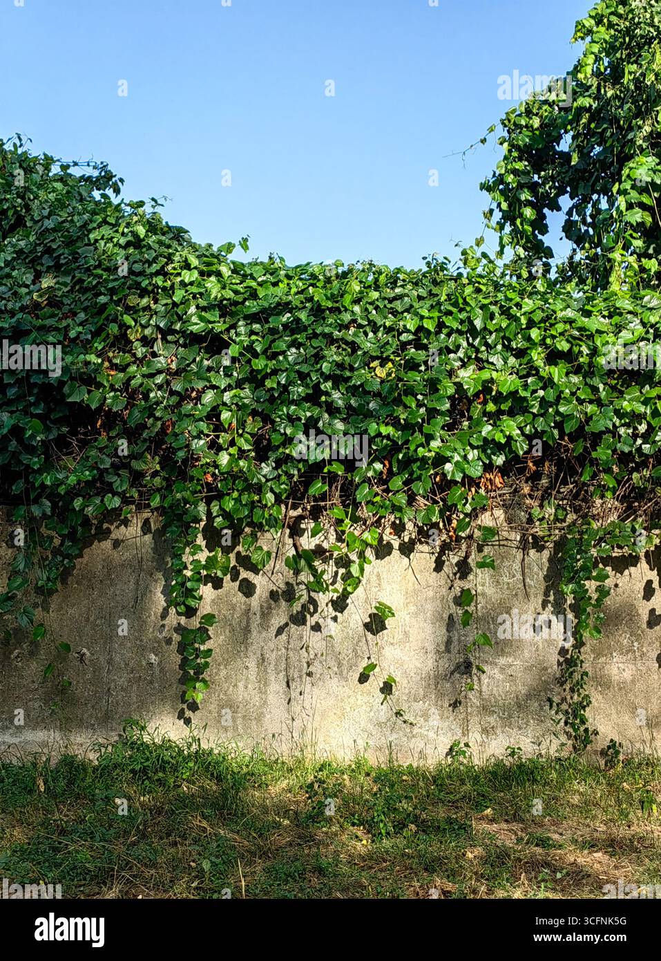 Lebende Mauer unter dem Himmel Stockfoto