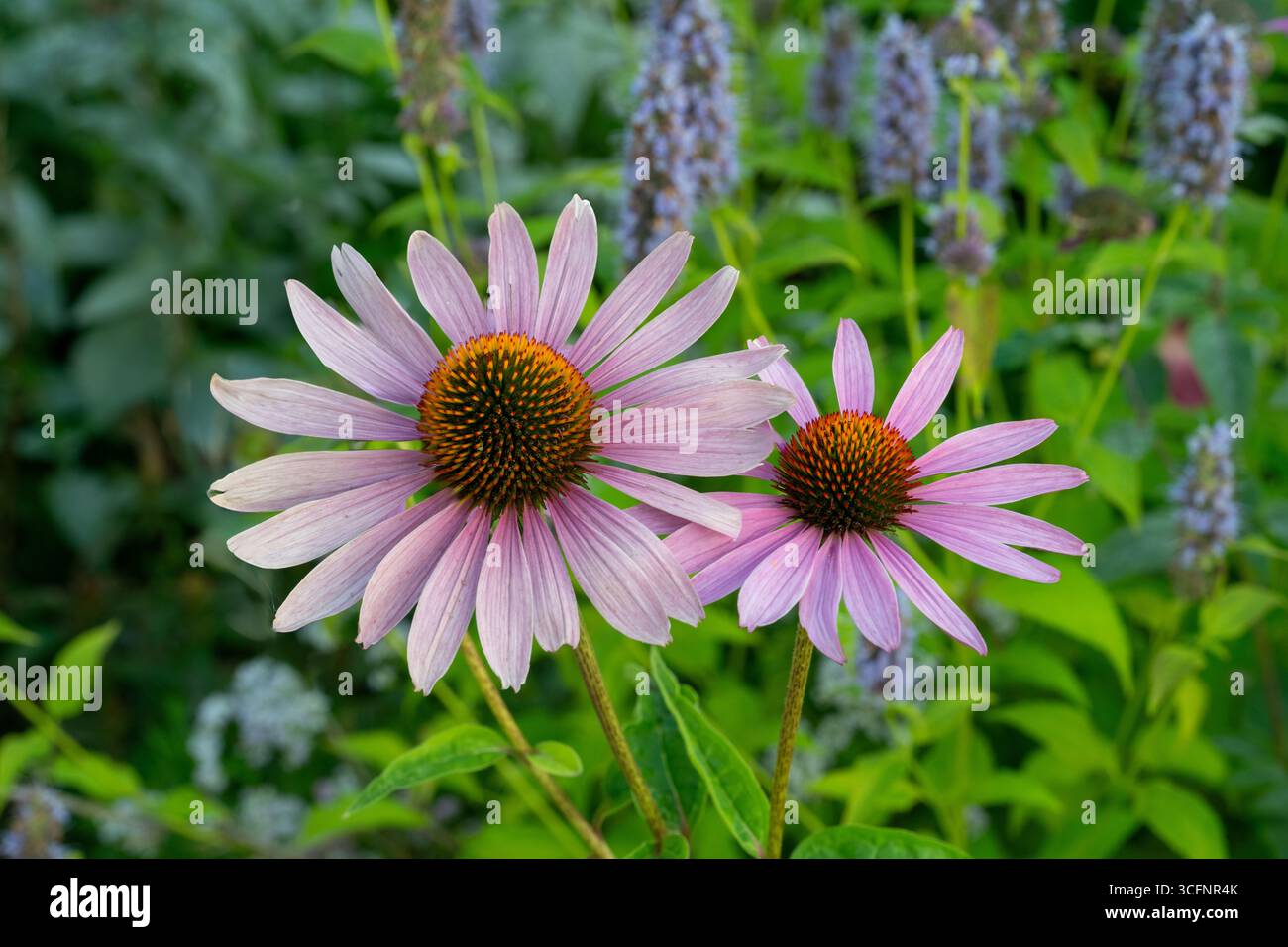 Echinacea, Purple Coneflower, Echinacea purpurea. Botanischer Garten, Frankfurt, Deutschland, Europa Stockfoto