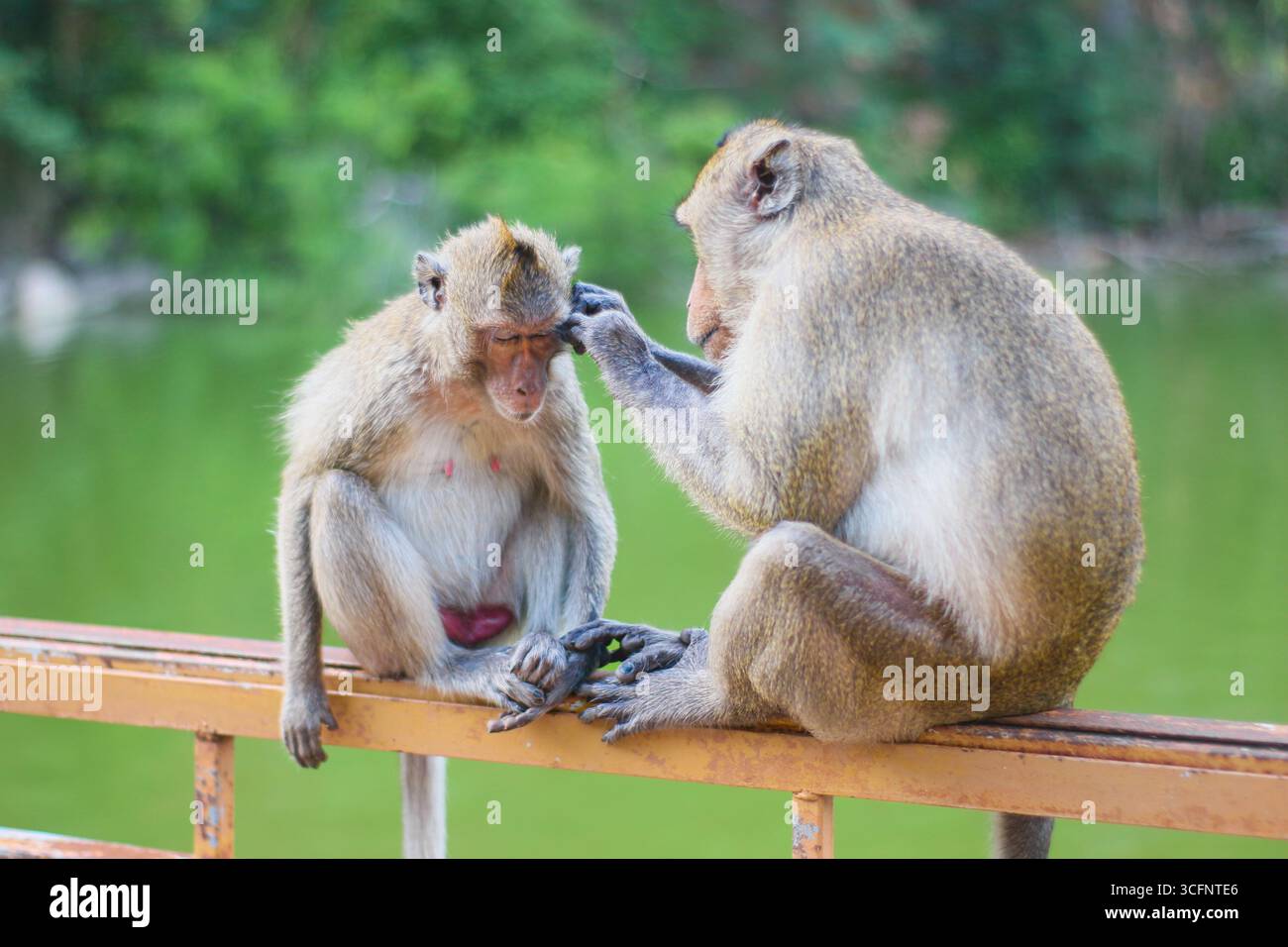 Langhänzige Makaken pflegen auf einem Geländer mit grünem Reservoir und tropischem Dschungel-Hintergrund, südostasiatisches Tierverhalten. Stockfoto