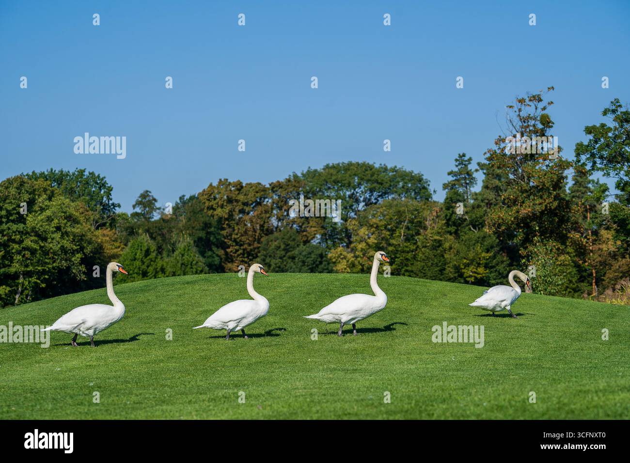 Vier weiße Schwäne laufen auf dem grünen Gras auf dem Rasen an einem sonnigen Tag, Nahaufnahme, Ukraine Stockfoto