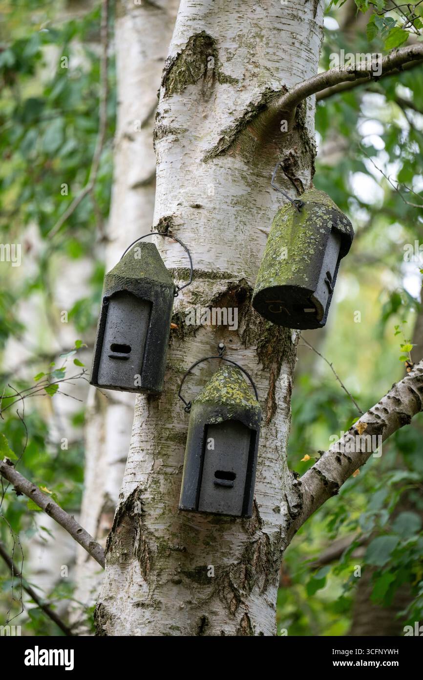 Drei moosbedeckte Schwegler-Fledermauskisten auf einer Birke im Wald. Stockfoto