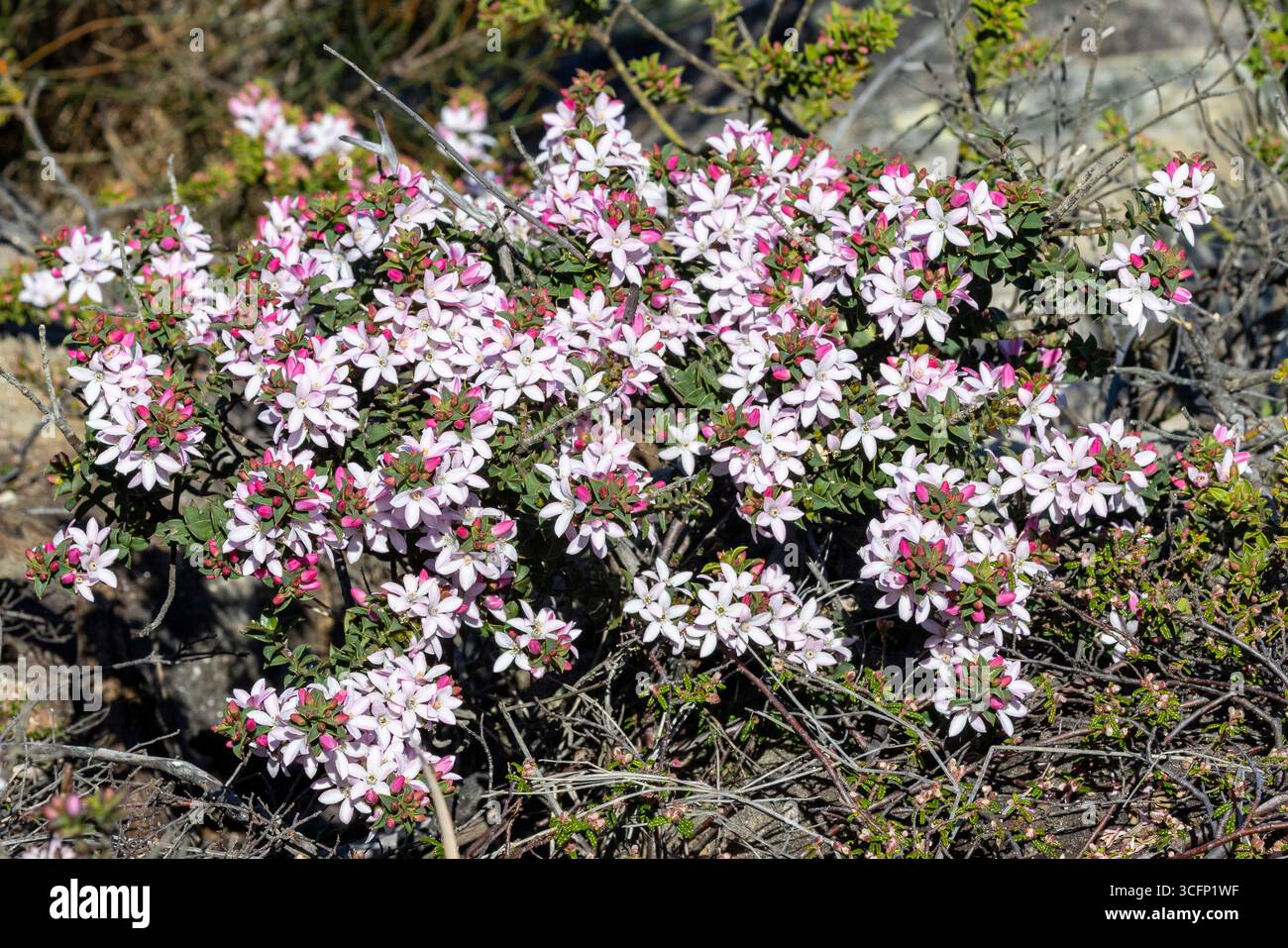 Australische Box-Leaf Wachsblume Pflanze in Blume Stockfoto