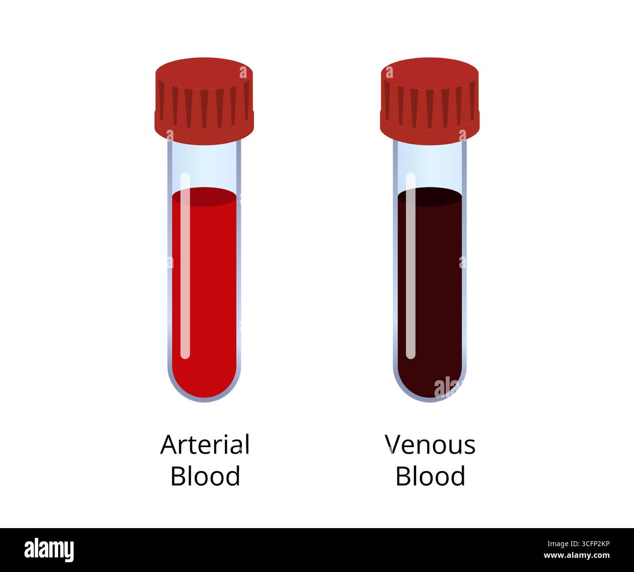 Zwei Reagenzgläser mit hellrotem arteriellem Blut und dunkelrotem venösem Blut sind abgebildet, was den Unterschied im Oxygenat unterstreicht Stock Vektor