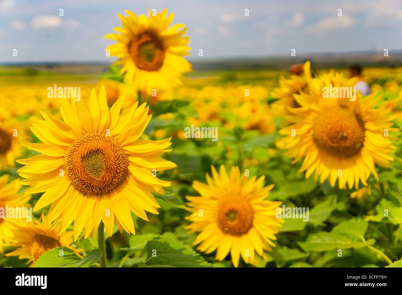 Sommerlandschaft mit Sonnenblumen Stockfoto