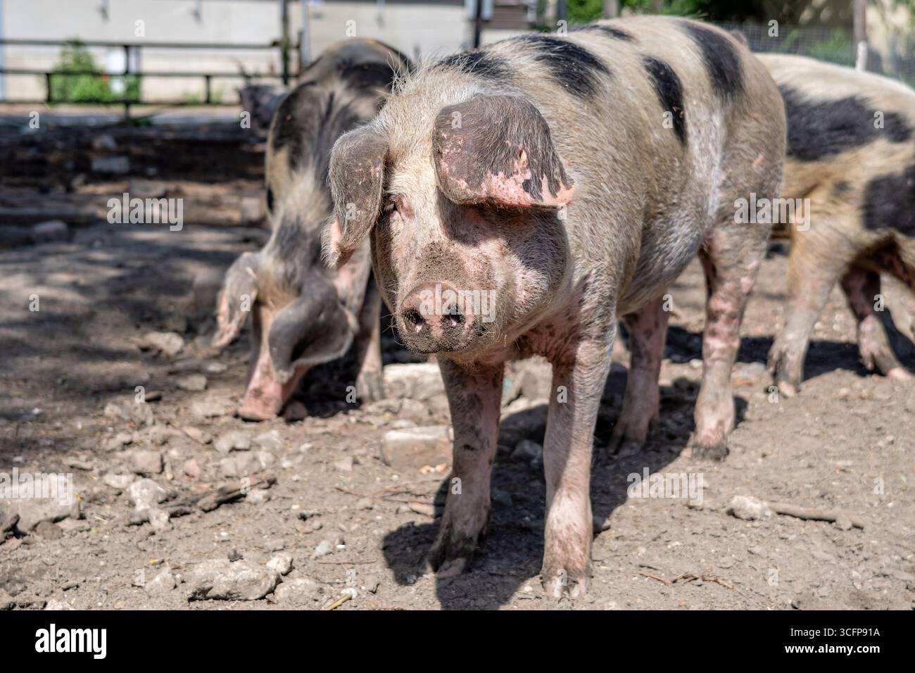 Bentheim Schwarzes Rattenschwein auf der Farm Stockfoto