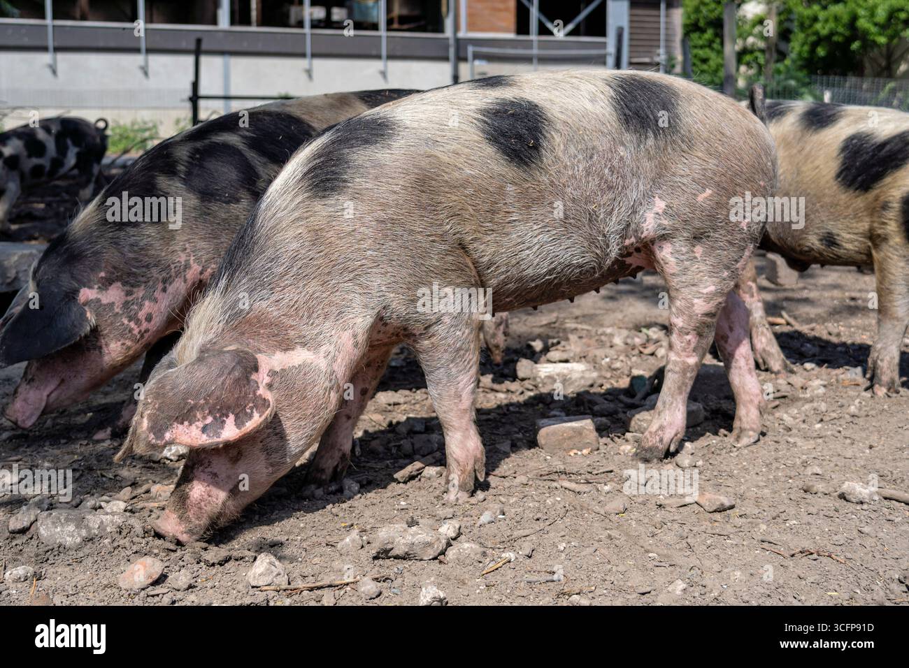 Bentheim Schwarzes Rattenschwein auf der Farm Stockfoto