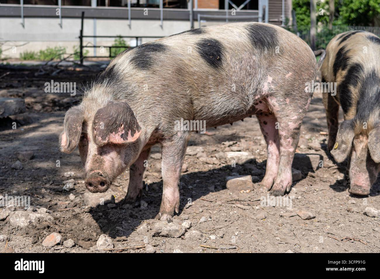Bentheim Schwarzes Rattenschwein auf der Farm Stockfoto