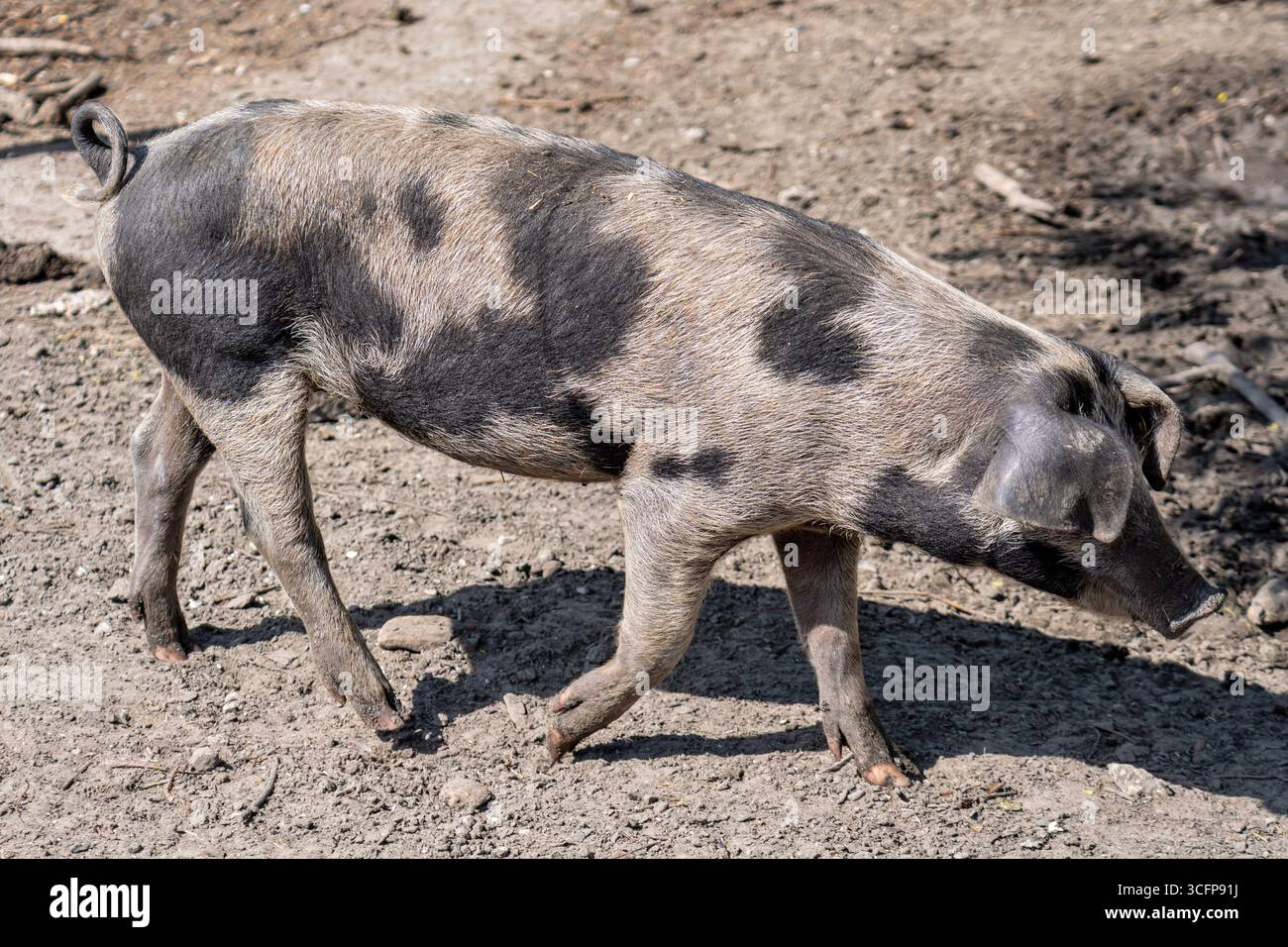 Bentheim Schwarzes Rattenschwein auf der Farm Stockfoto