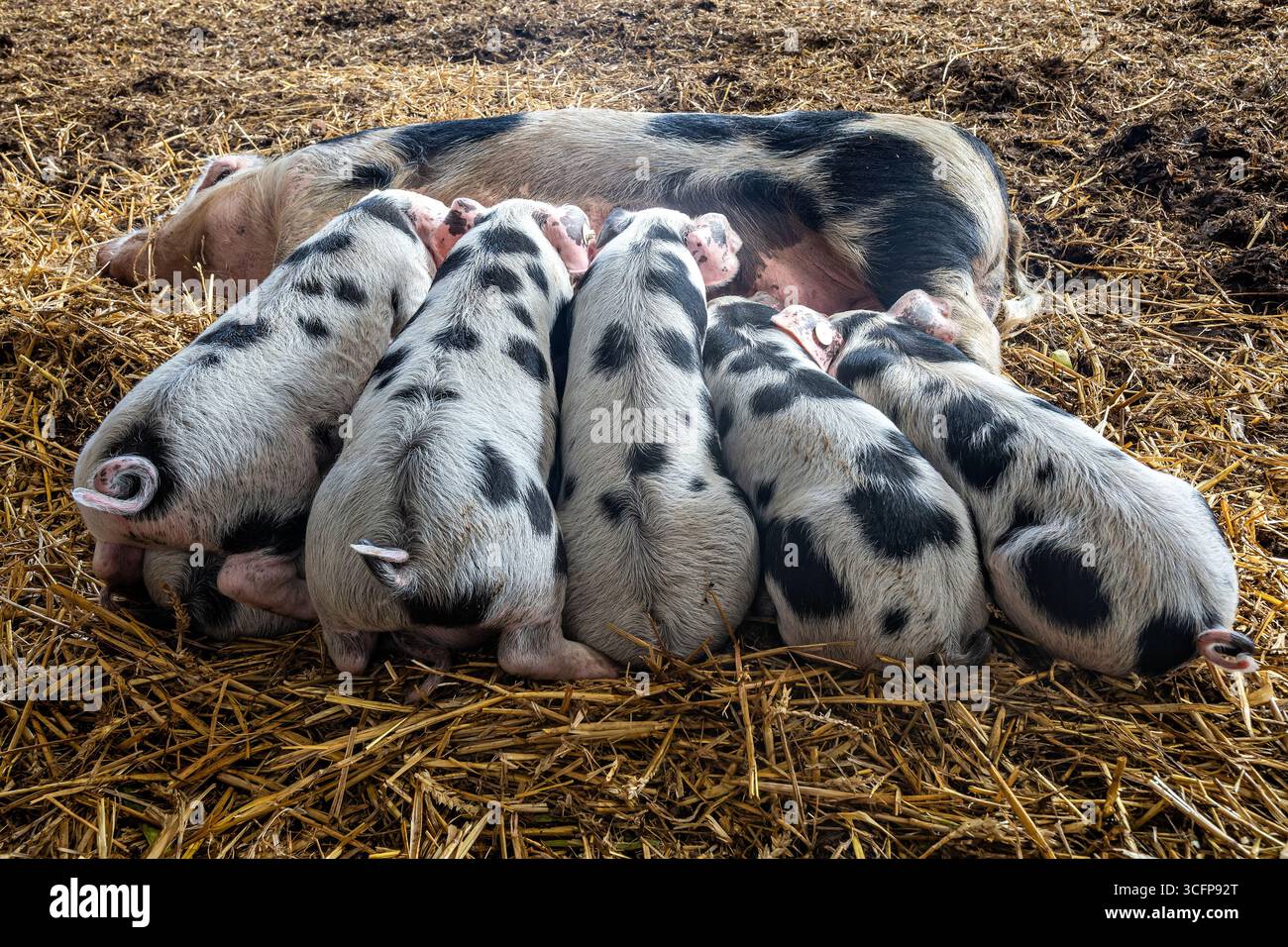 Bentheim Schwarze Rattenferkel, die an Sauen saugen Stockfoto