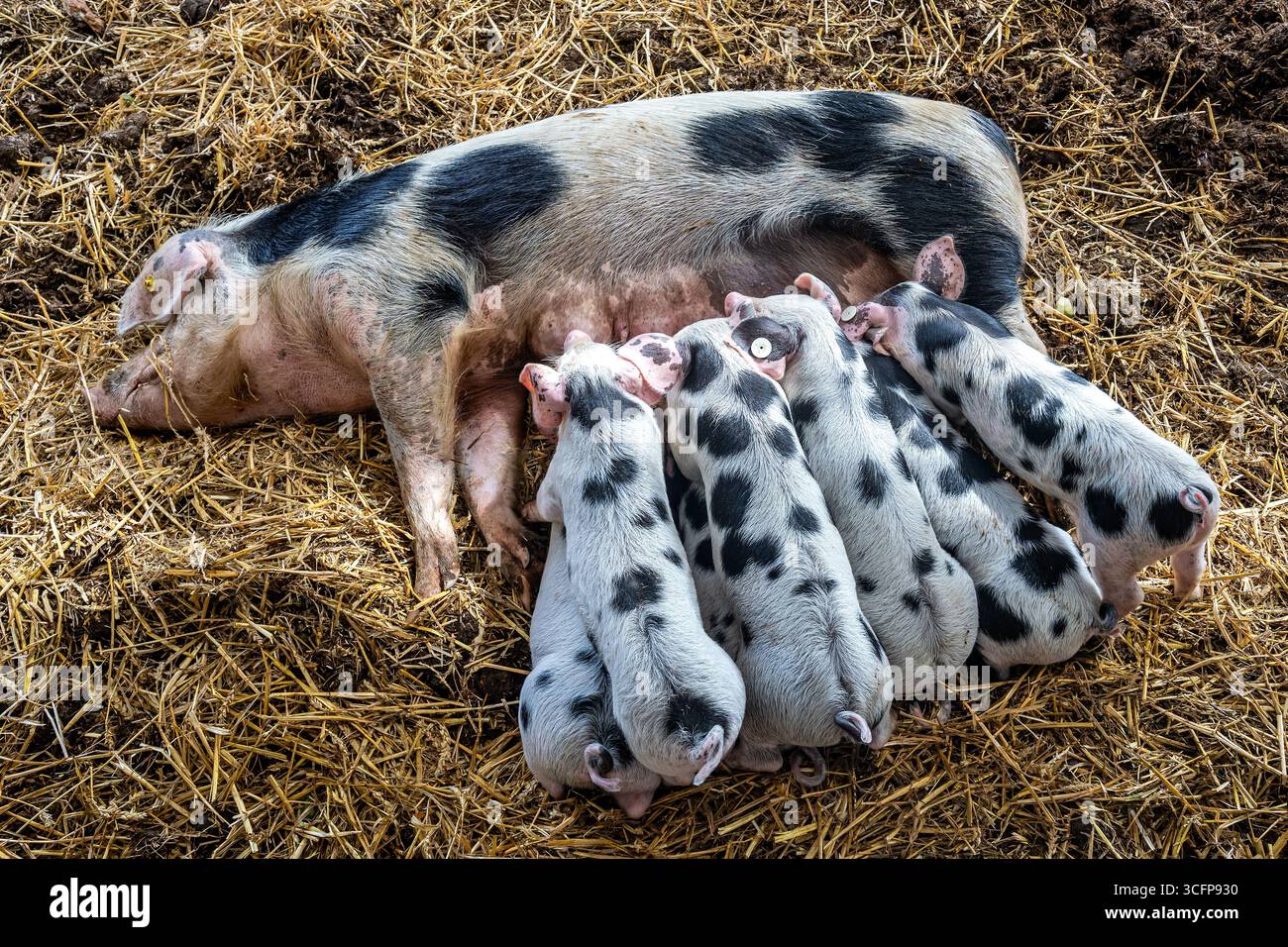 Bentheim Schwarze Rattenferkel, die an Sauen saugen Stockfoto