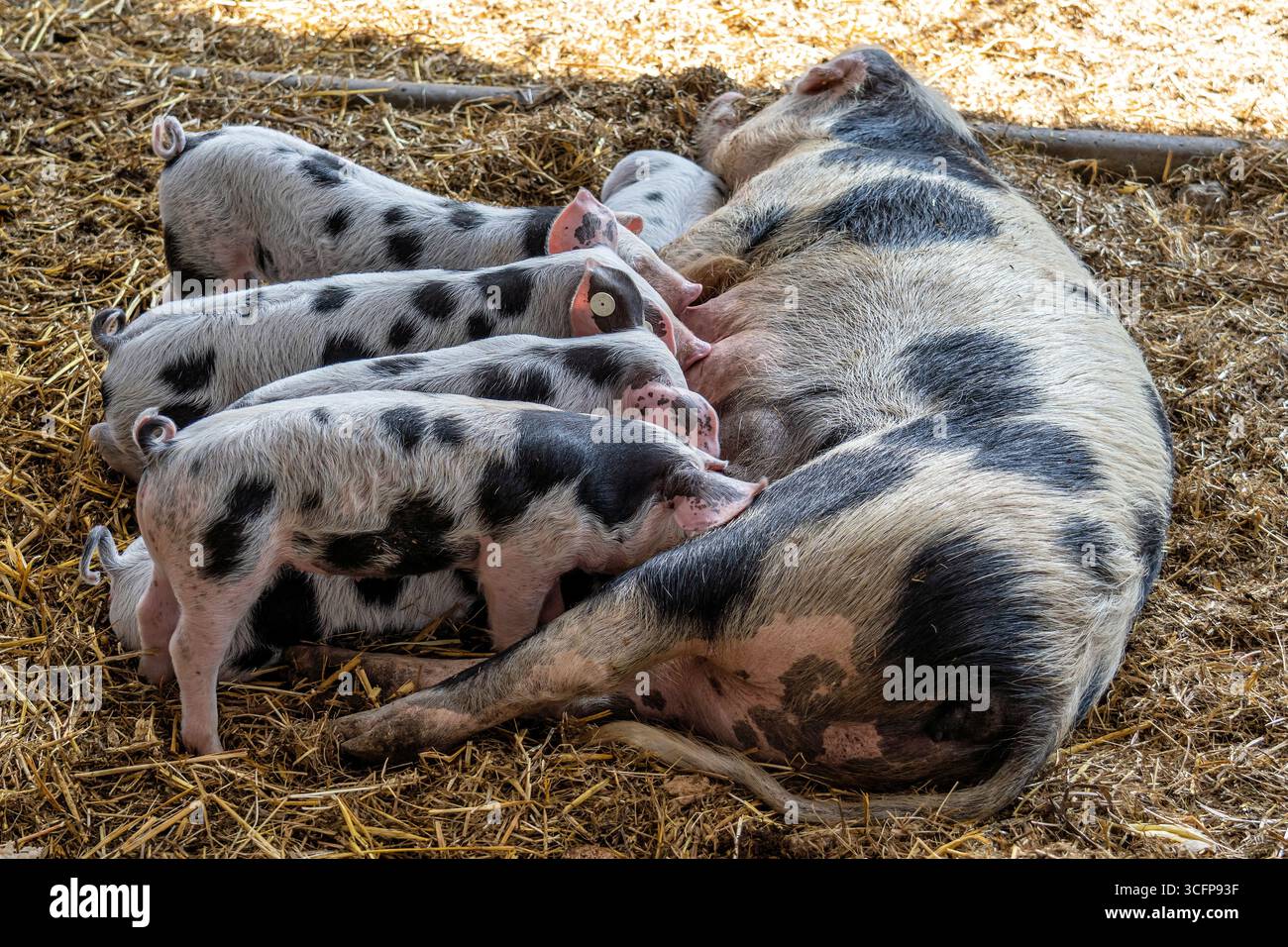 Bentheim Schwarze Rattenferkel, die an Sauen saugen Stockfoto