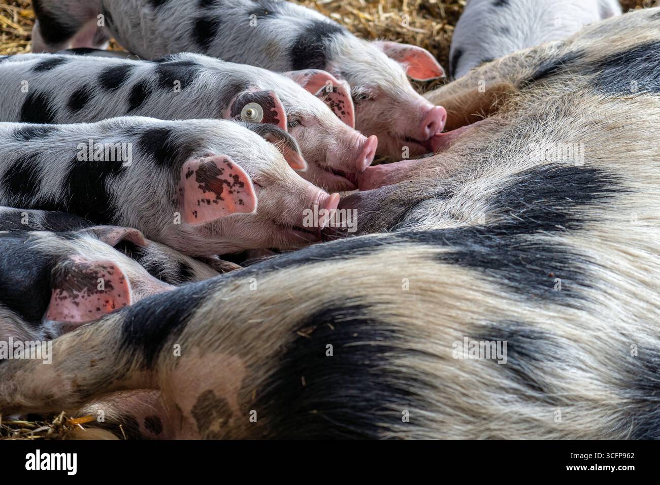 Bentheim Schwarze Rattenferkel, die an Sauen saugen Stockfoto