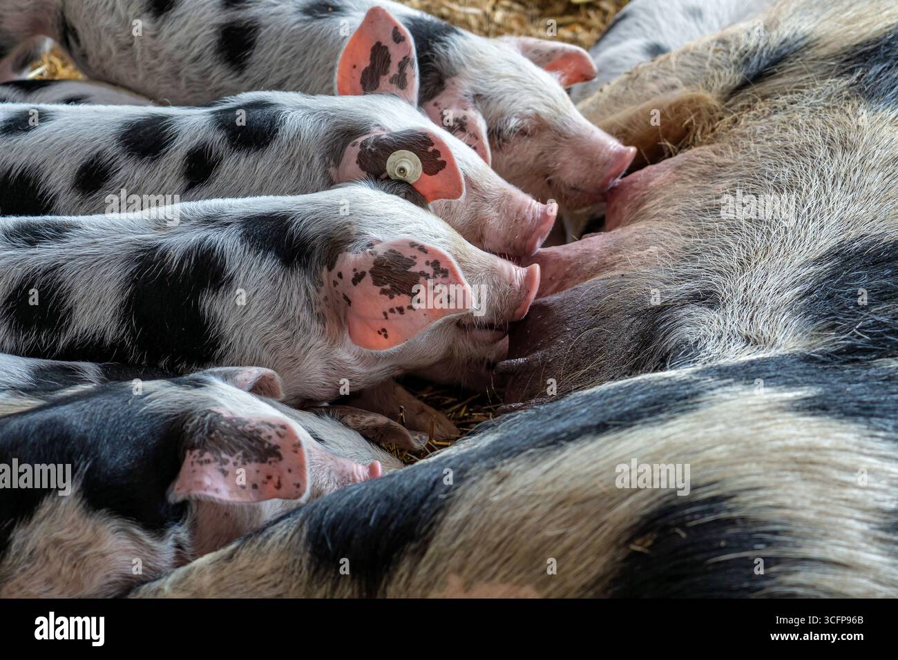Bentheim Schwarze Rattenferkel, die an Sauen saugen Stockfoto
