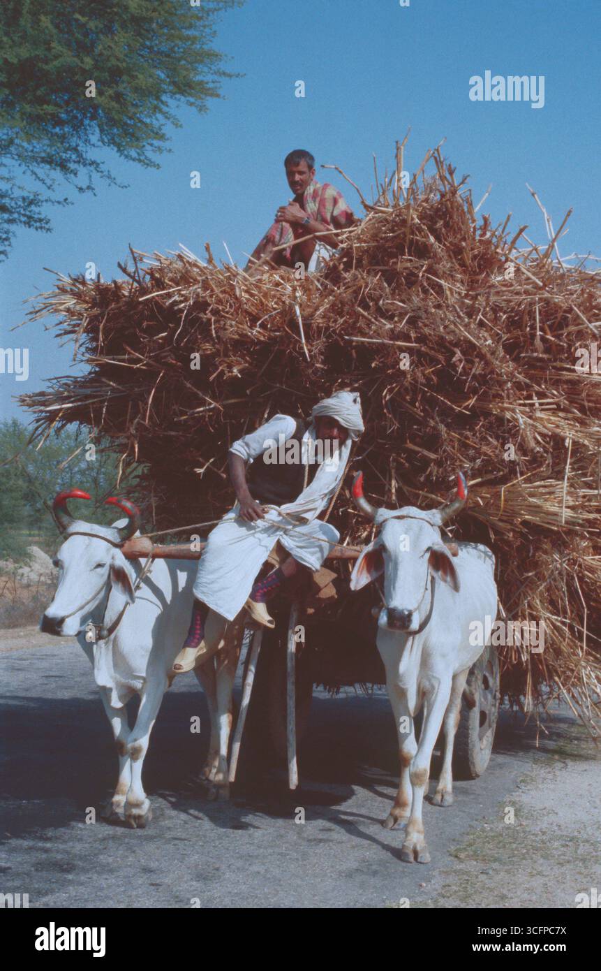 Nepal. Kathmandu. Bullock-Wagen mit Stroh beladen. Stockfoto