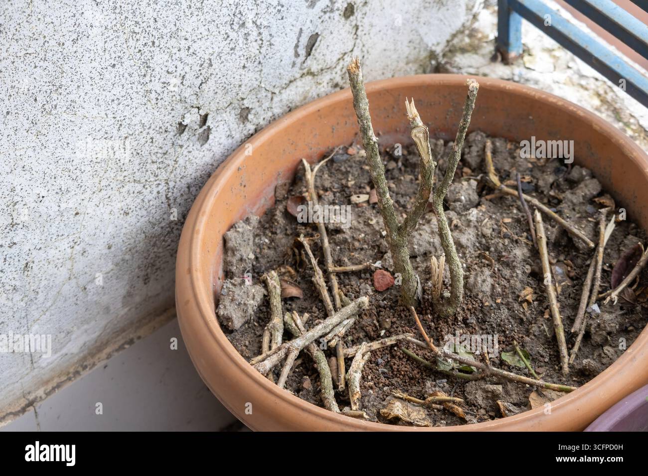 Ein trockener, blattloser Baum steht in einer vernachlässigten, mit Boden gefüllten Wanne auf dem Balkon, in einer Nahaufnahme aufgenommen. Dieses Bild repräsentiert Themen des Verfalls, Aban Stockfoto