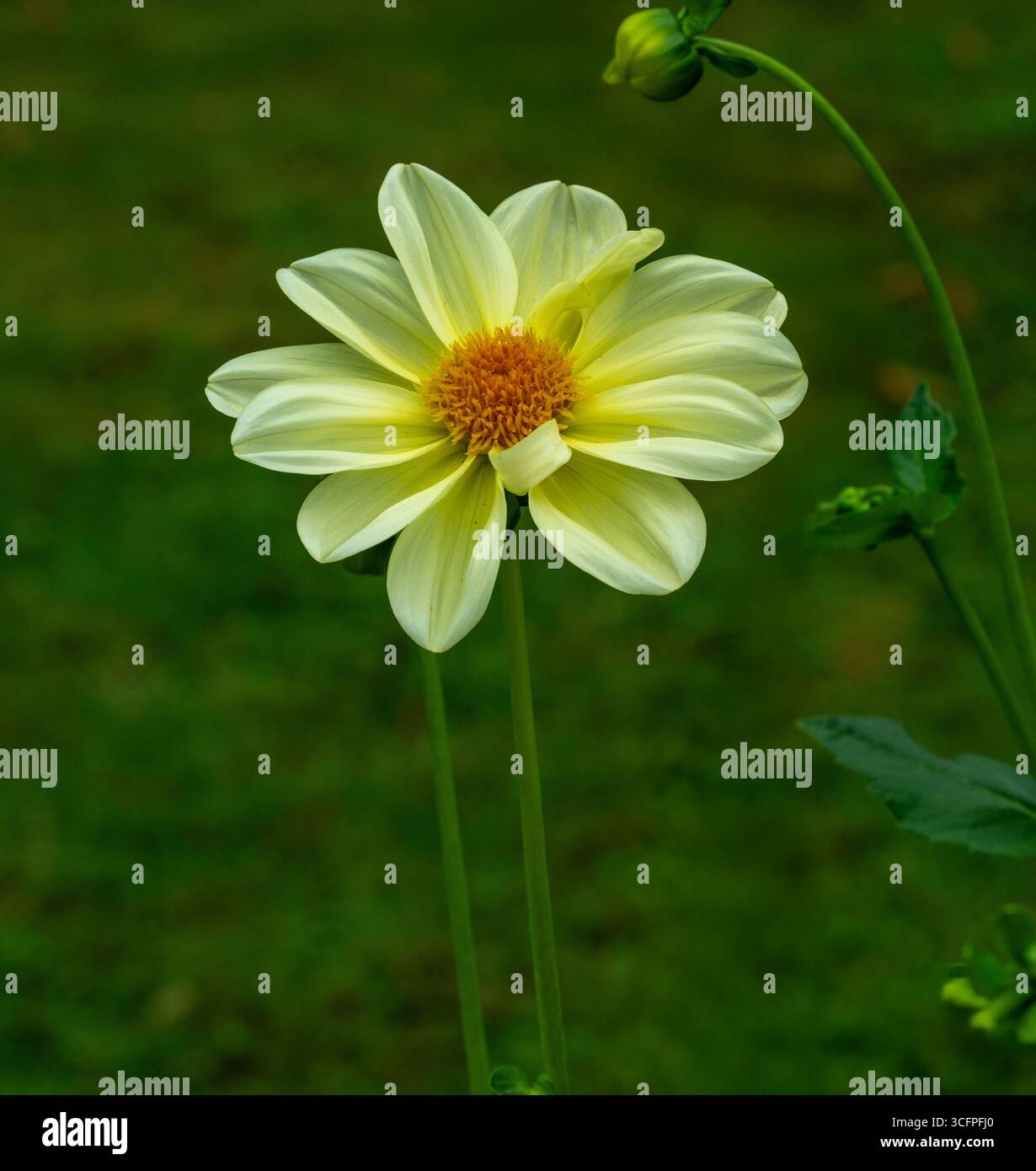 Die Dahlia (Name Luna) im Dahliengarten Baden Baden nahe der lichtentaler Allee. Baden Baden, Baden Württemberg, Deutschland Stockfoto