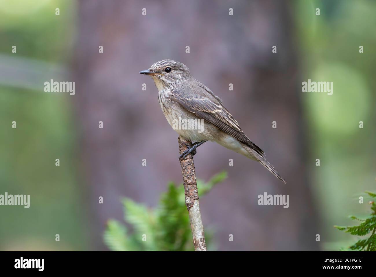 Spotted Flycatcher Muscicapa striata Stockfoto