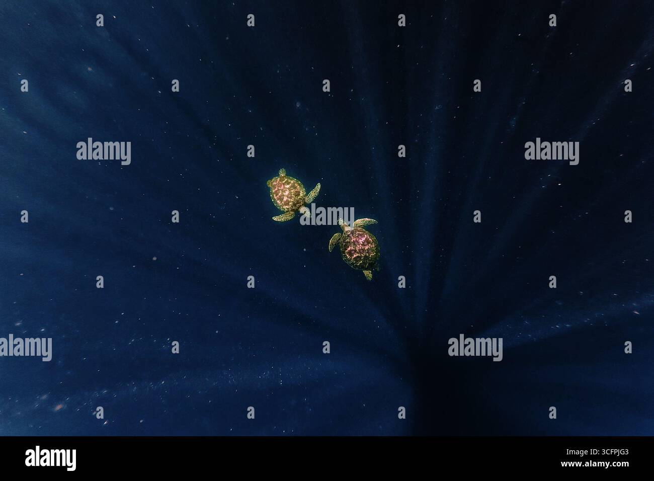 Grüne Meeresschildkröte Chelonia mydas auch schwarze (Meer-)Schildkröte oder pazifische grüne Schildkröte, Meeresschildkröte in Cheloniidae. Erwachsene riesige Schildkröten schwimmen unter dem Wasser Stockfoto
