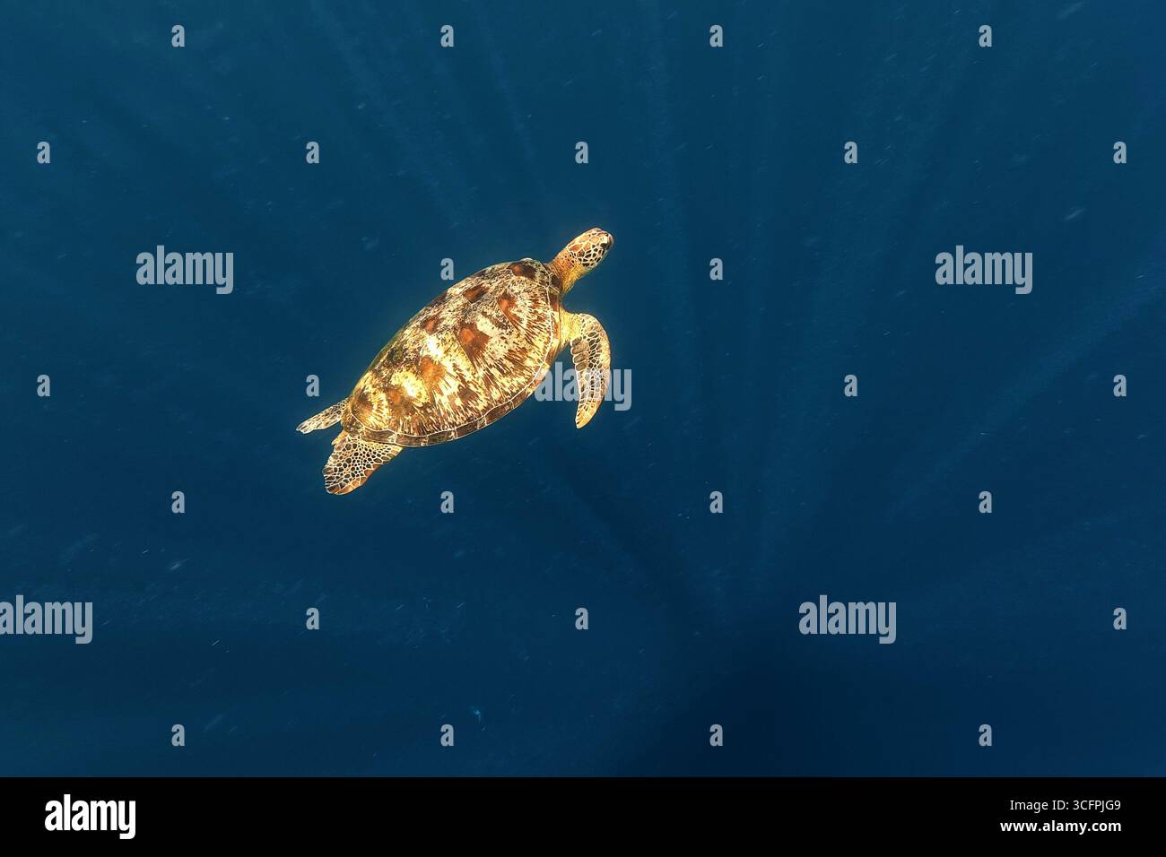 Grüne Meeresschildkröte Chelonia mydas auch schwarze (Meer-)Schildkröte oder pazifische grüne Schildkröte, Meeresschildkröte in Cheloniidae. Erwachsene riesige Schildkröten schwimmen unter dem Wasser Stockfoto