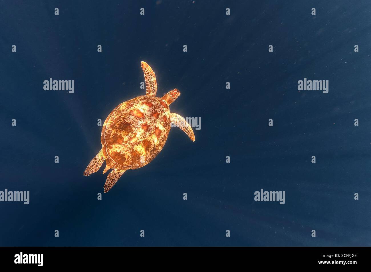 Grüne Meeresschildkröte Chelonia mydas auch schwarze (Meer-)Schildkröte oder pazifische grüne Schildkröte, Meeresschildkröte in Cheloniidae. Erwachsene riesige Schildkröten schwimmen unter dem Wasser Stockfoto