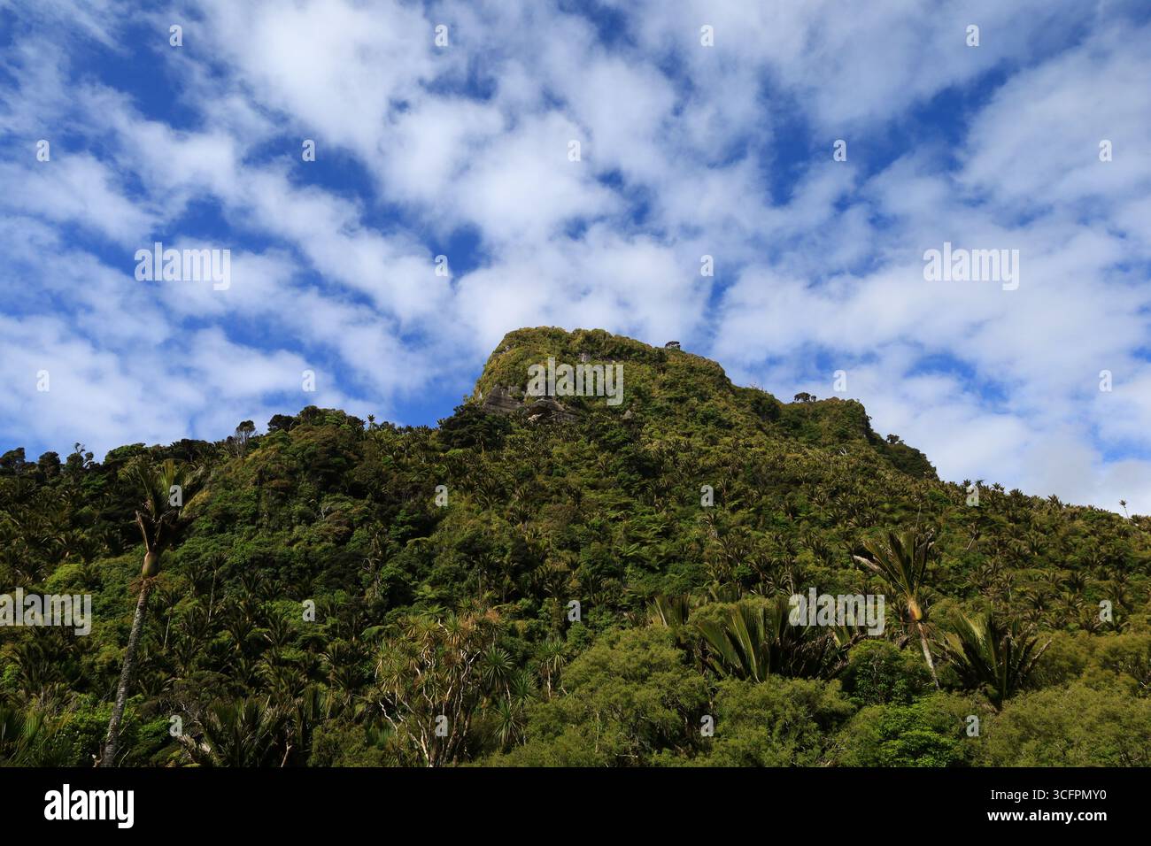Der Pororari River Track befindet sich an der Westküste der Südinsel Neuseelands Stockfoto