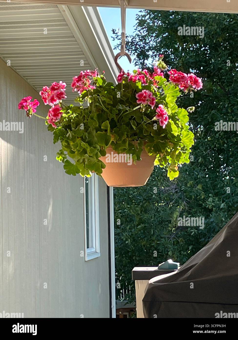 Hängender Blumentopf auf der Veranda des gepflegten Suburbia Home, 2025, Montana, USA - Smartphone-aufgenommenes Stockfoto