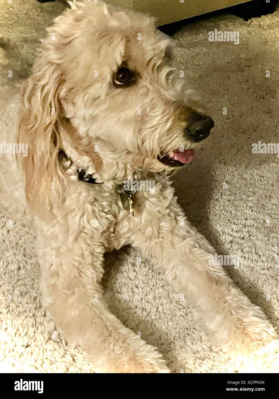 Nahaufnahme eines PET Goldendoddle Dog, 2025, MT. USA Stockfoto