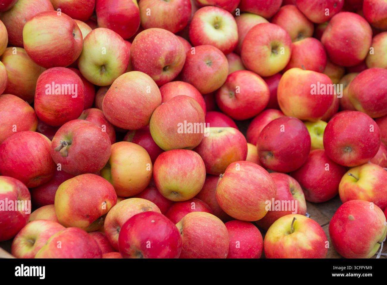 Nahaufnahme eines großen Haufens süßer, knuspriger Äpfel Stockfoto