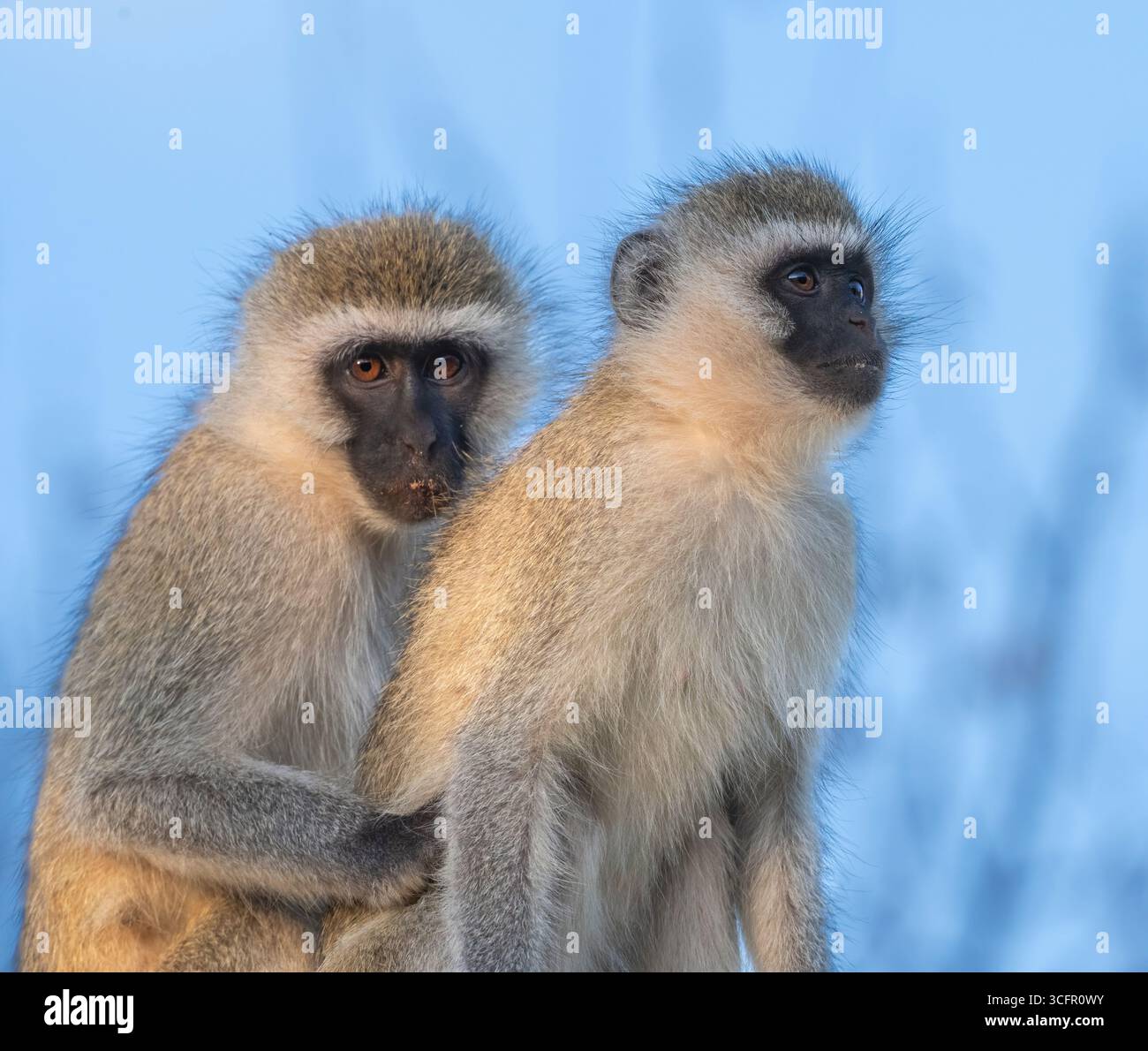 Ein Paar von Vervet-Affen (Chlorocebus pygerythrus) am Blauen Himmel – Hintergrund im Tsavo-Nationalpark, Kenia Stockfoto