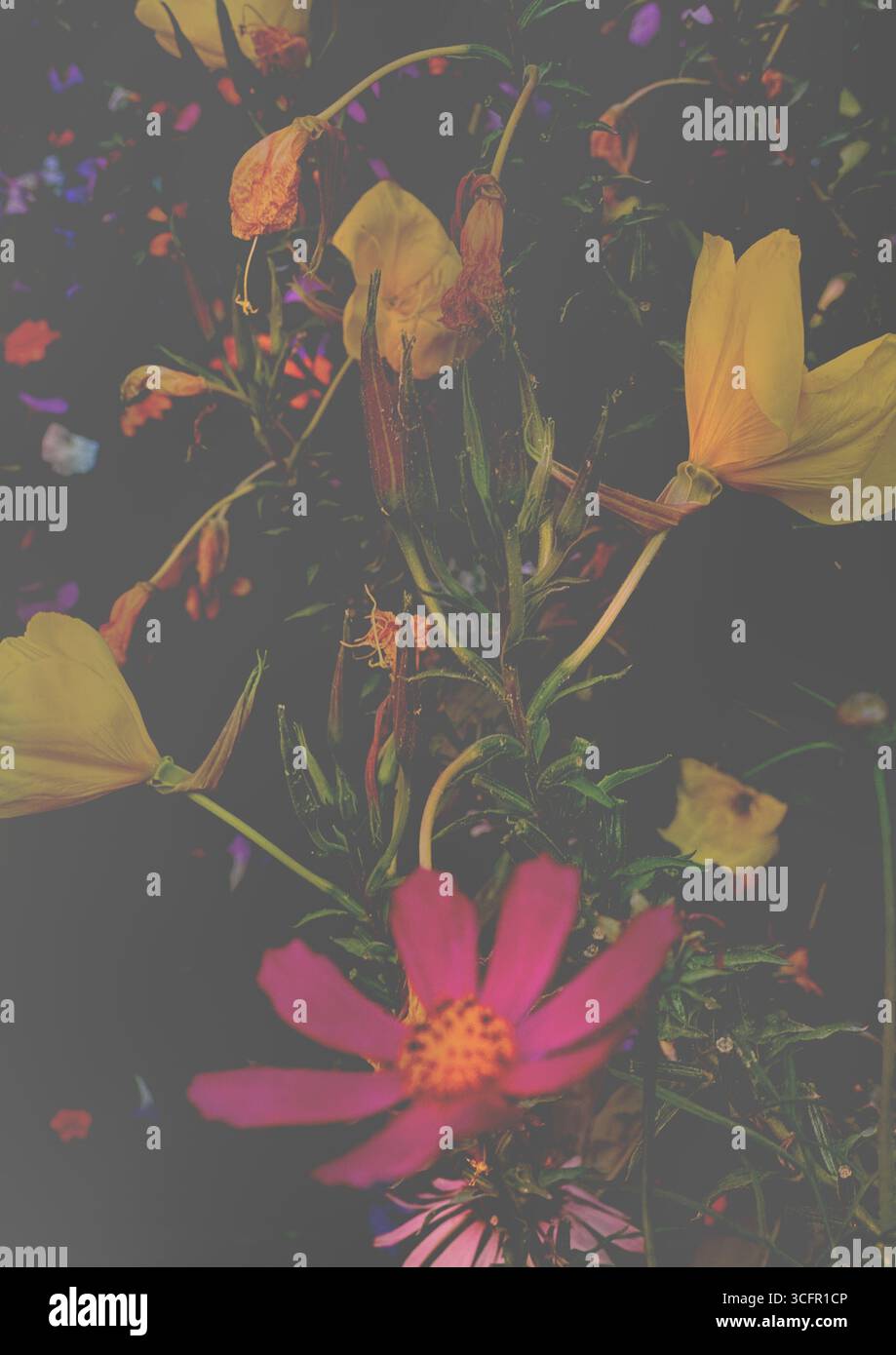 Bunte Kosmos- und Nachtkerzenblumen in kontrastierenden Farben. Ein lebhaftes Arrangement mit bunten Blumen vor einem dunklen bac Stockfoto