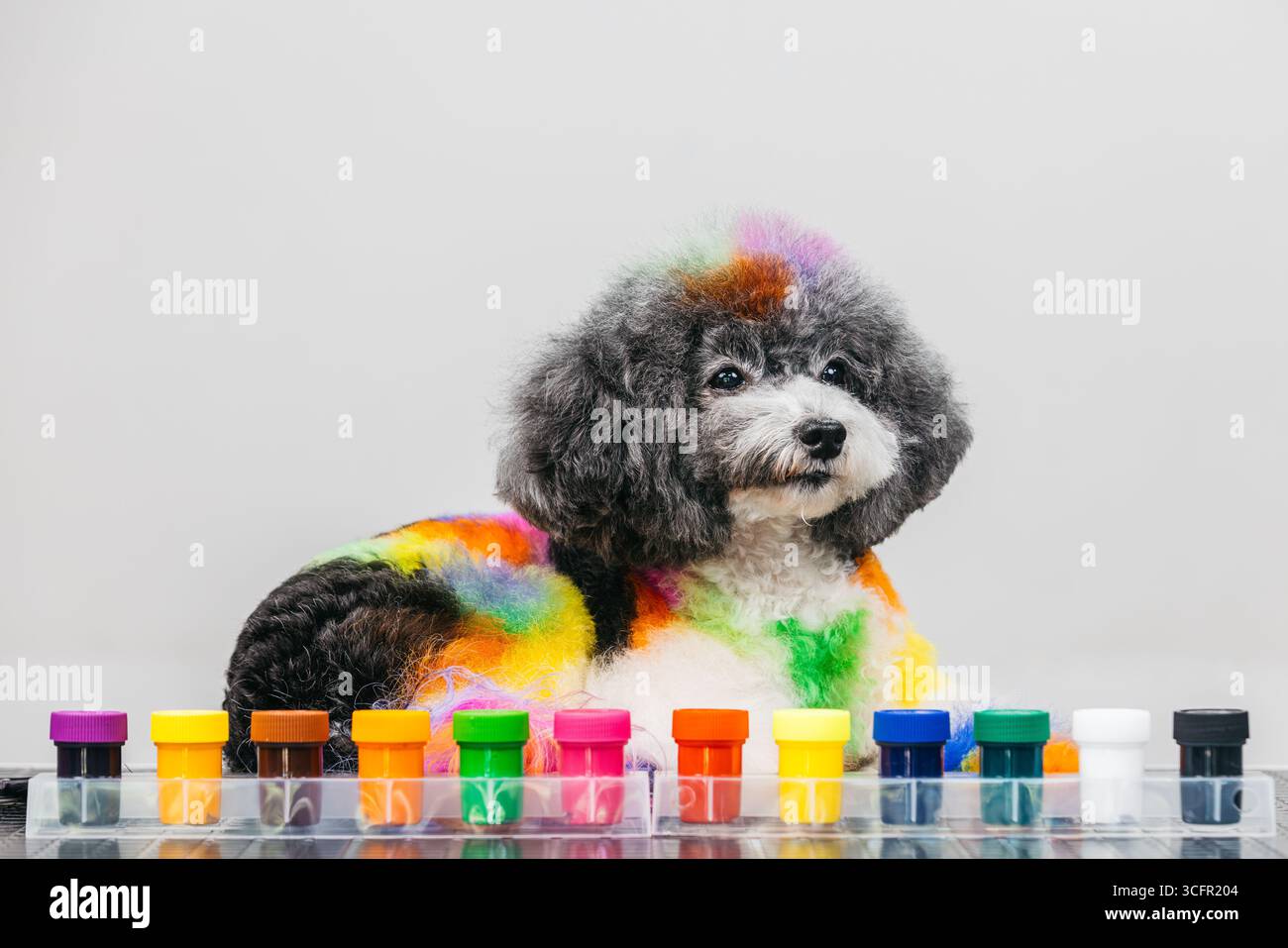 Flauschiger Hund mit kreativ gefärbtem Fell steht neben einer Reihe von farbenfrohen Farbtöpfen, die den künstlerischen Ansatz der Tierpflege hervorheben und einen Pl Stockfoto