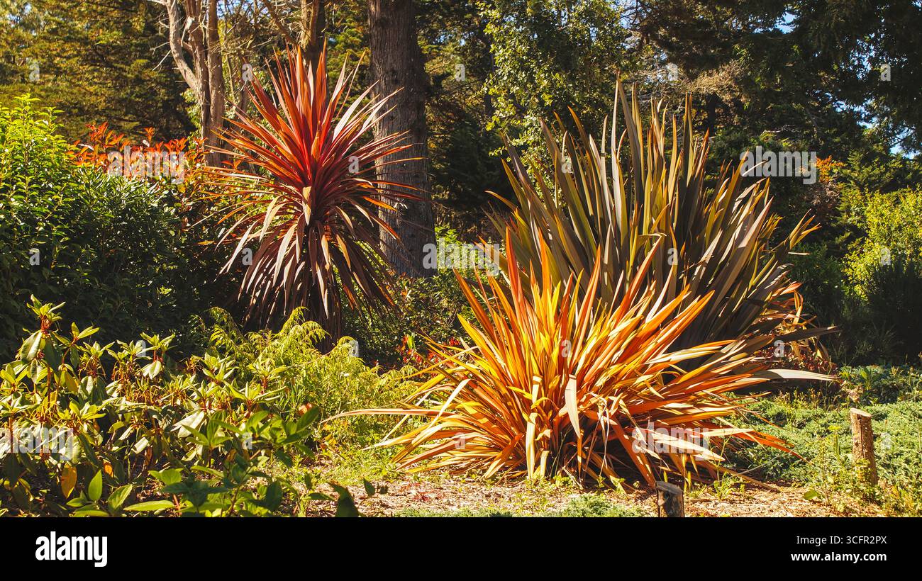 Gehe zu Seite|1234Weiter Palmenlilien (Yucca) in einem Park in der Nähe von Fort la Latte in der Bretagne, Frankreich – Grün und Pflanzen im Freien. Stockfoto