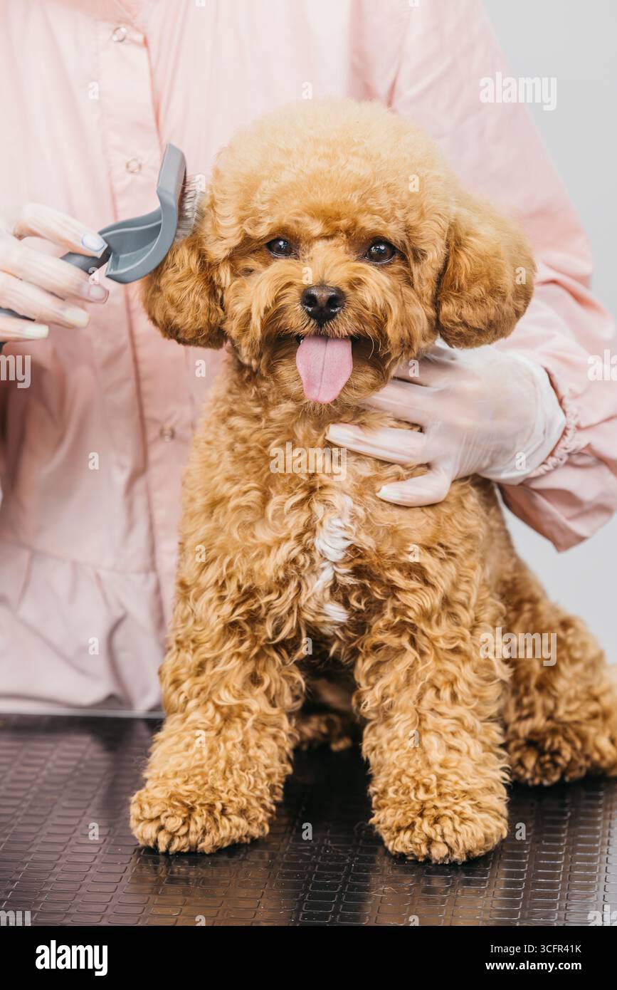 Flauschiger Hund wird von einem Profi mit einer Bürste in einer hellen, sauberen Umgebung gepflegt, was die Wichtigkeit der Pflege und Pflege von Haustieren unterstreicht Stockfoto