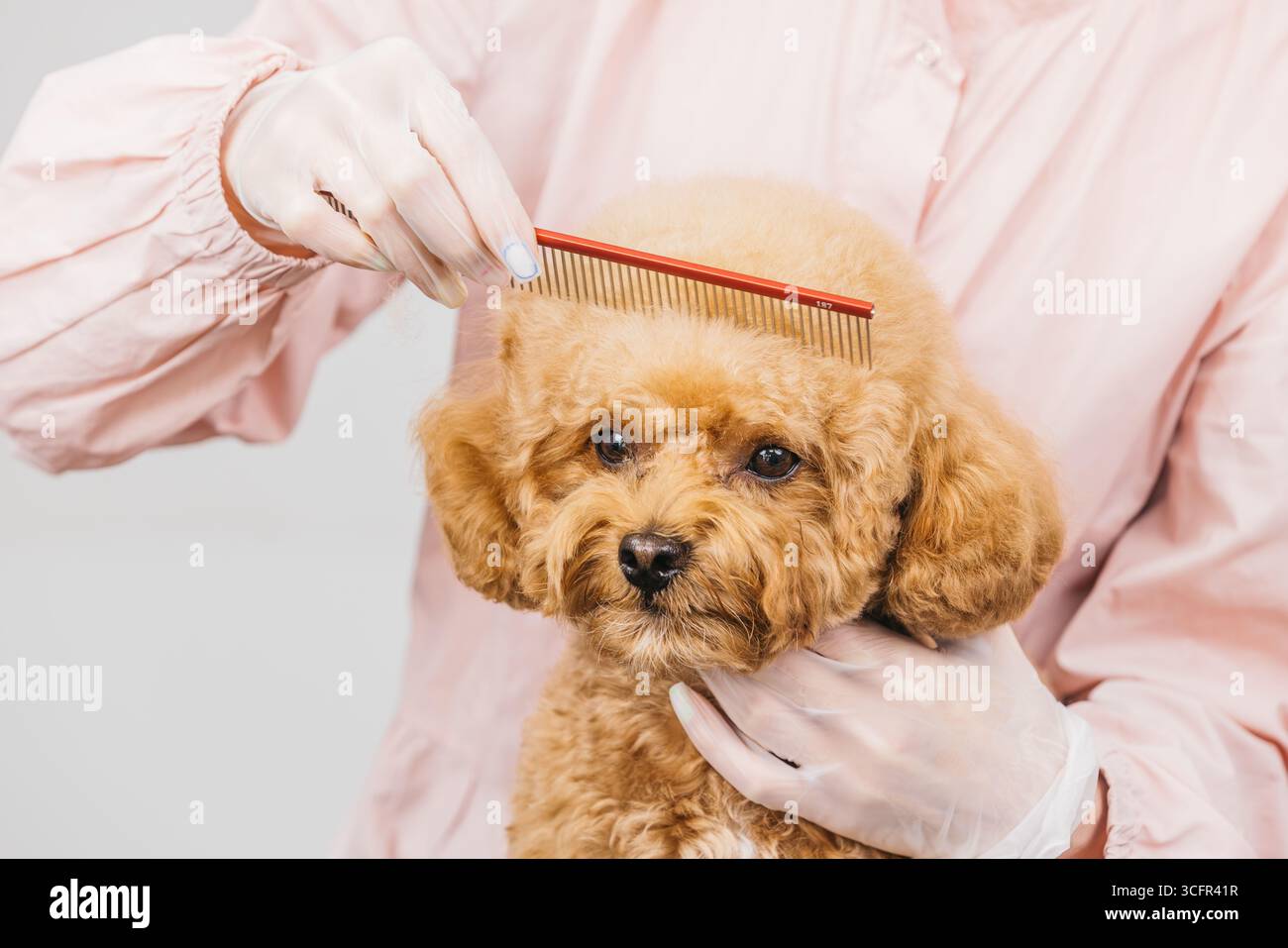 Der flauschige braune Welpe wird von einem Tierpfleger mit Handschuhen mit einem Kamm gepflegt, der die sanfte Handhabung und Pflege bei der Tierpflege betont Stockfoto
