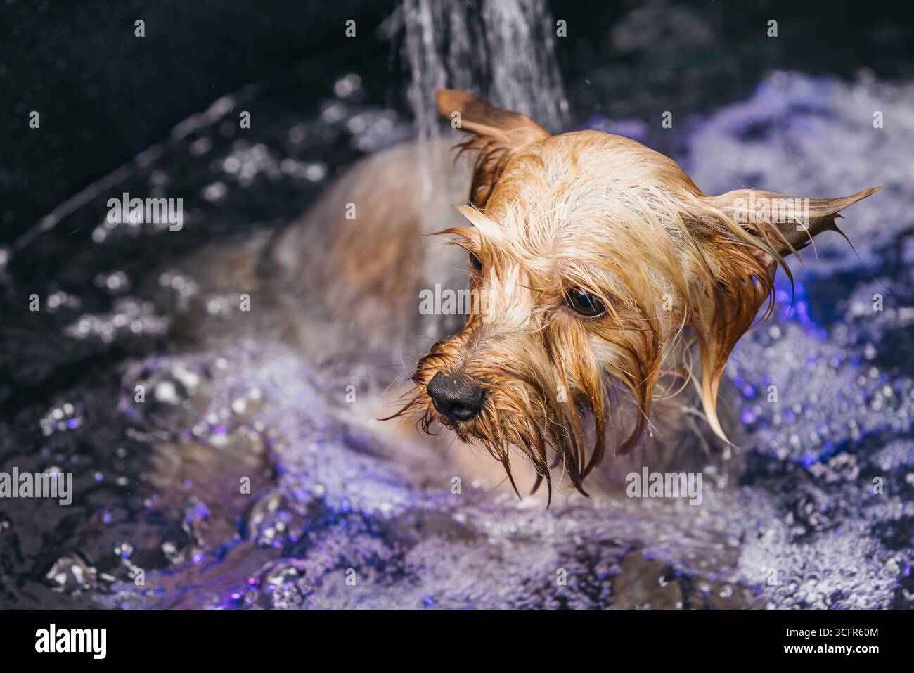 Ein glücklicher Hund wird in einem Friseursalon gebadet, mit Wasserspritzern und Luftblasen um sein Fell herum, die den Spaß und die wesentlichen Aspekte von hervorheben Stockfoto