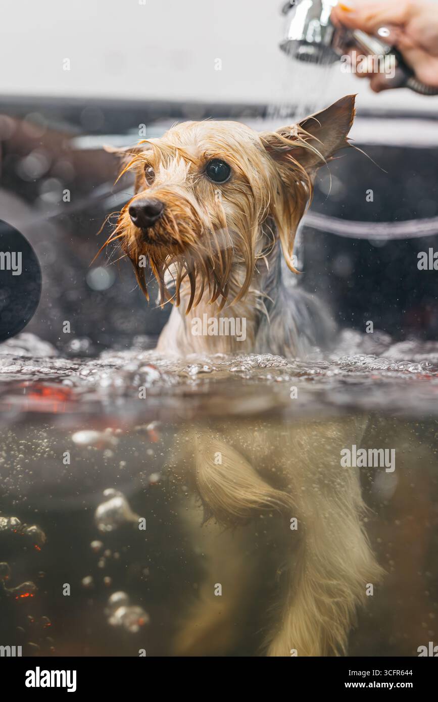 Yorkshire Terrier genießt ein erfrischendes Bad während einer Pflegesitzung, während Wasser herumspritzt, was die Wichtigkeit von Tierhygiene und -Hygiene unterstreicht Stockfoto